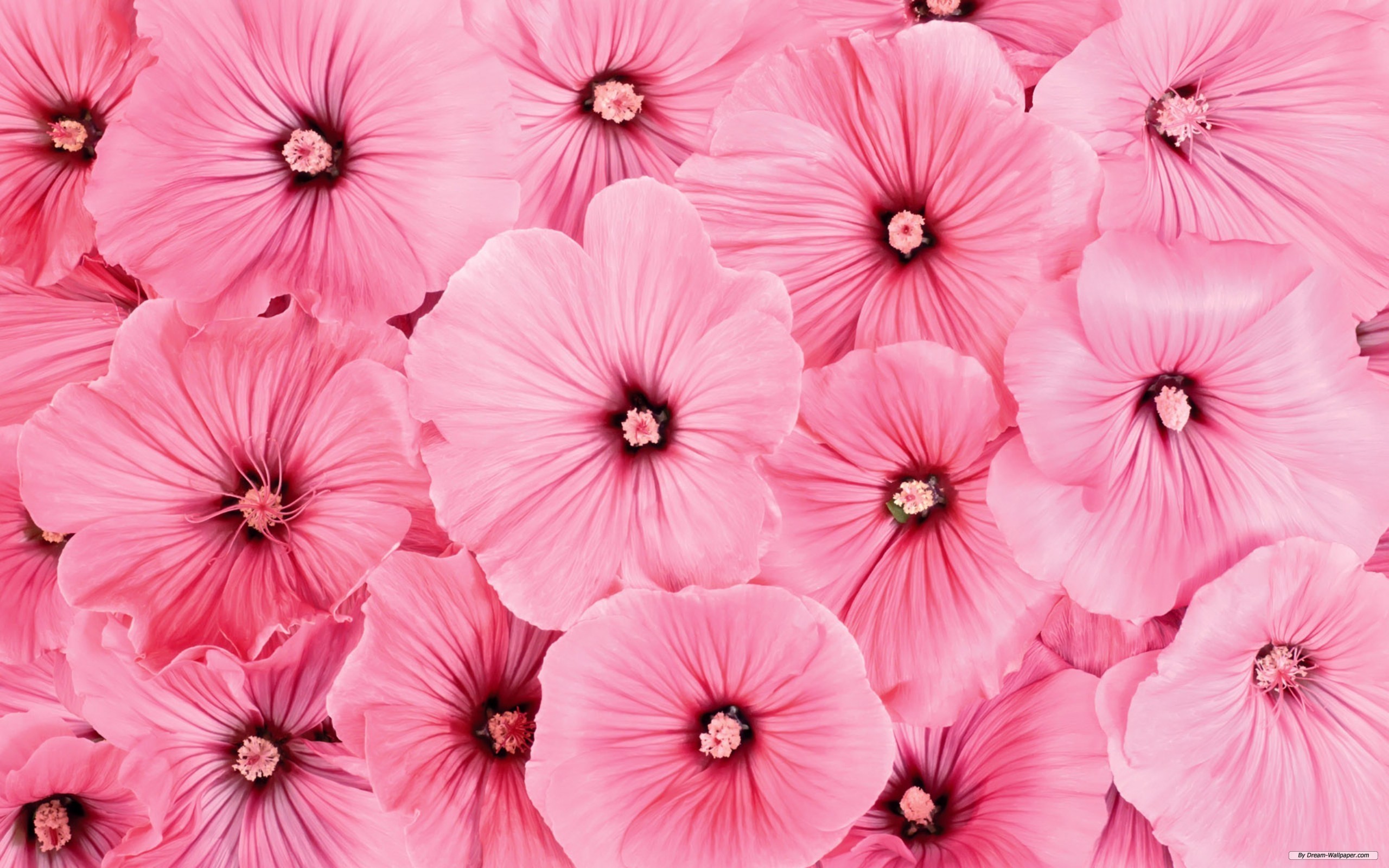 Malva, Fiori rosa, Petali, 2K, wallpaper per portatile
