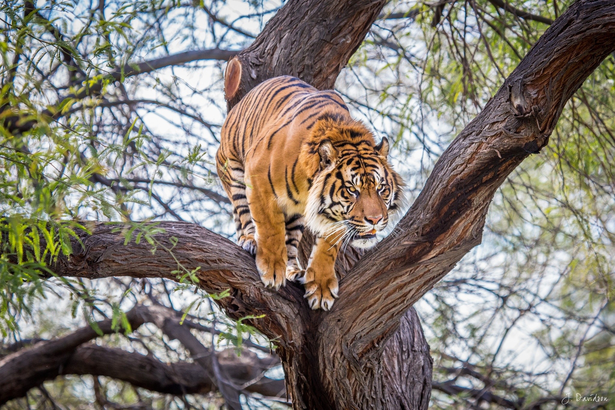 Tigre, Albero, Rami, Full HD, sfondo Windows 11