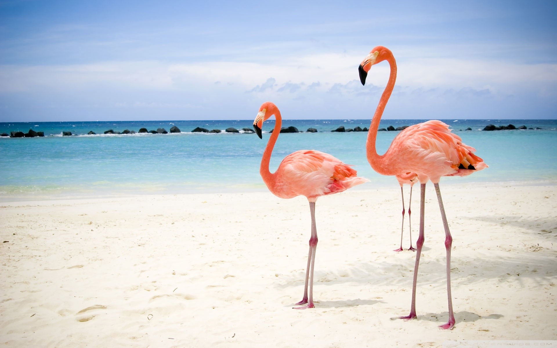 Fenicotteri rosa, Aruba, Spiaggia, Mare turchese, Full HD, sfondo per PC