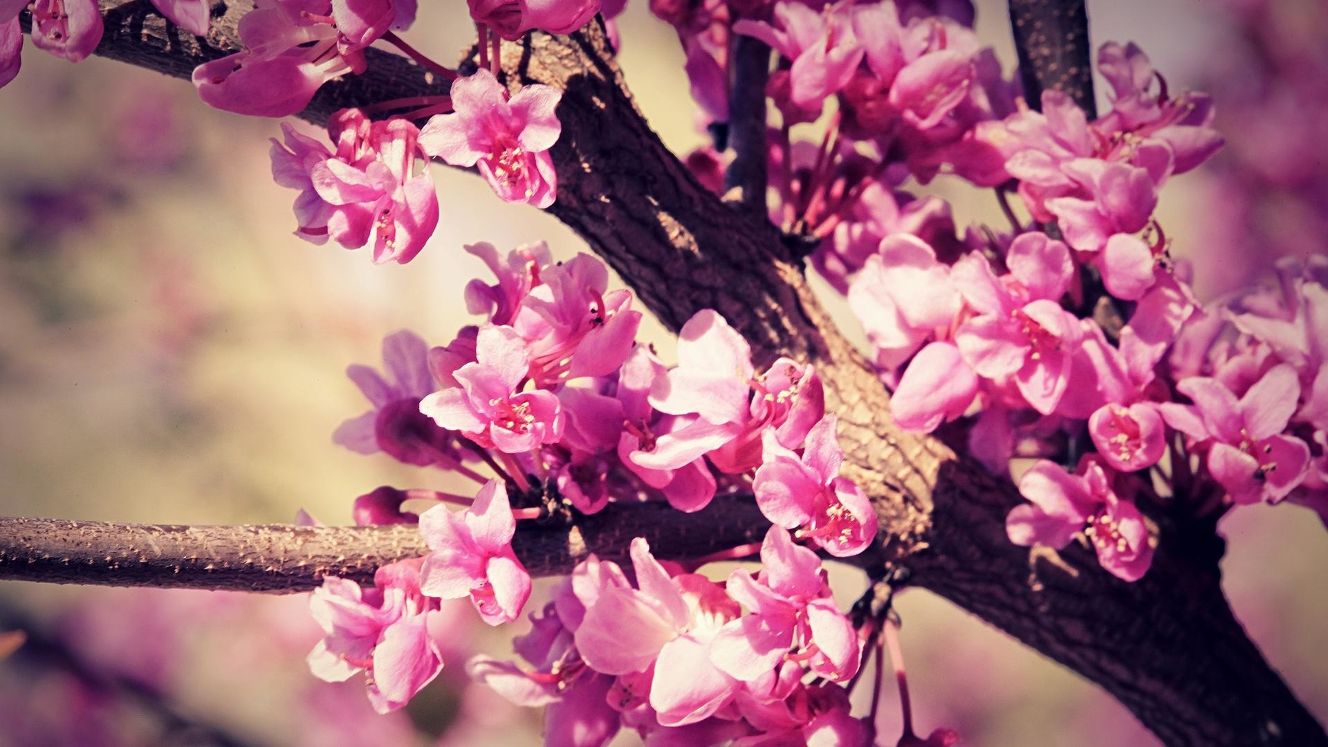 Fiori di albero di Giuda, Ramo, Rosa, Full HD, sfondo per desktop