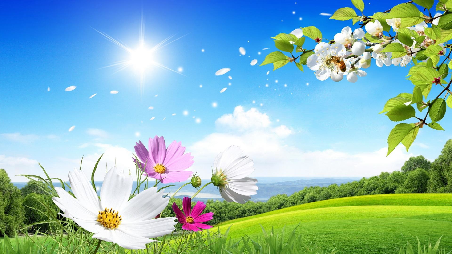 Cosmos, Fiori, Prato, Sole, Primavera, Full HD, sfondo per PC
