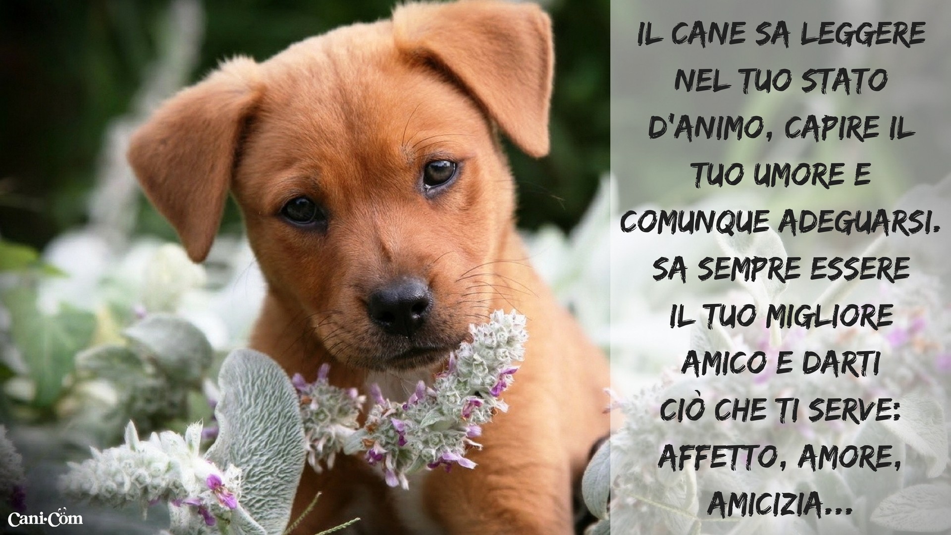 Cucciolo, Citazione sul cane, Amicizia uomo-cane, Fiori, Full HD, sfondo per portatile