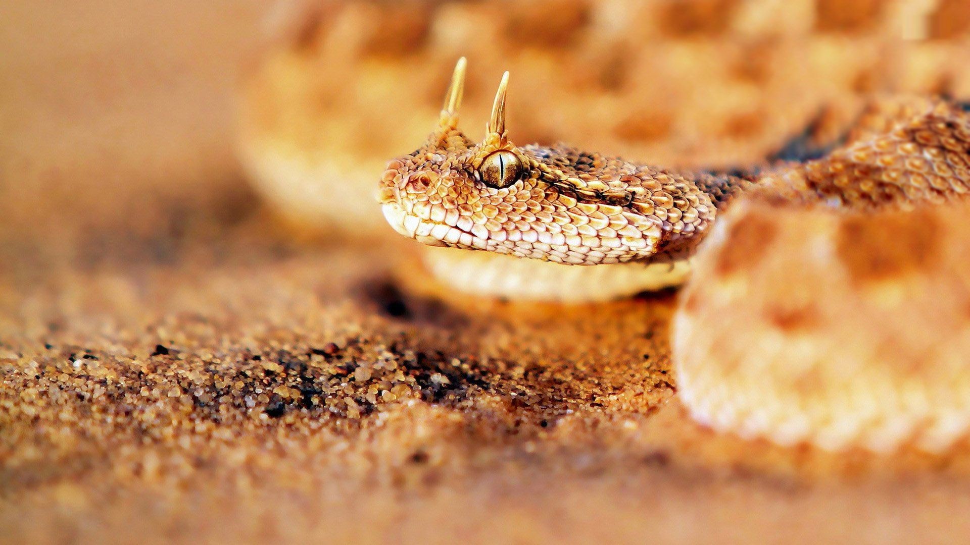 Vipera cornuta, Cerastes, Sabbia, Deserto, Full HD 1080p, sfondo desktop