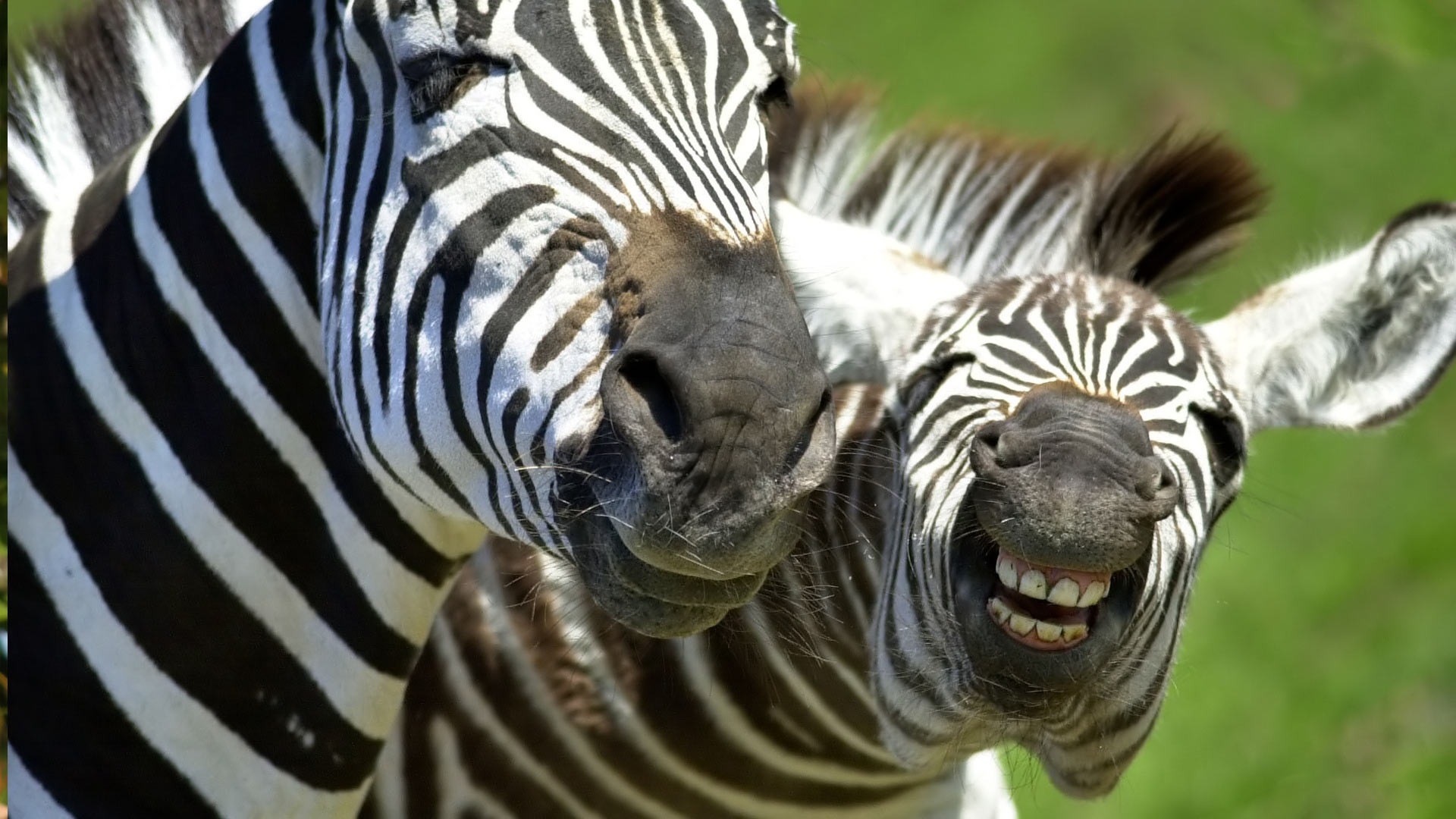 Zebre, Sorriso, Umorismo, Animali, Full HD, sfondo per PC