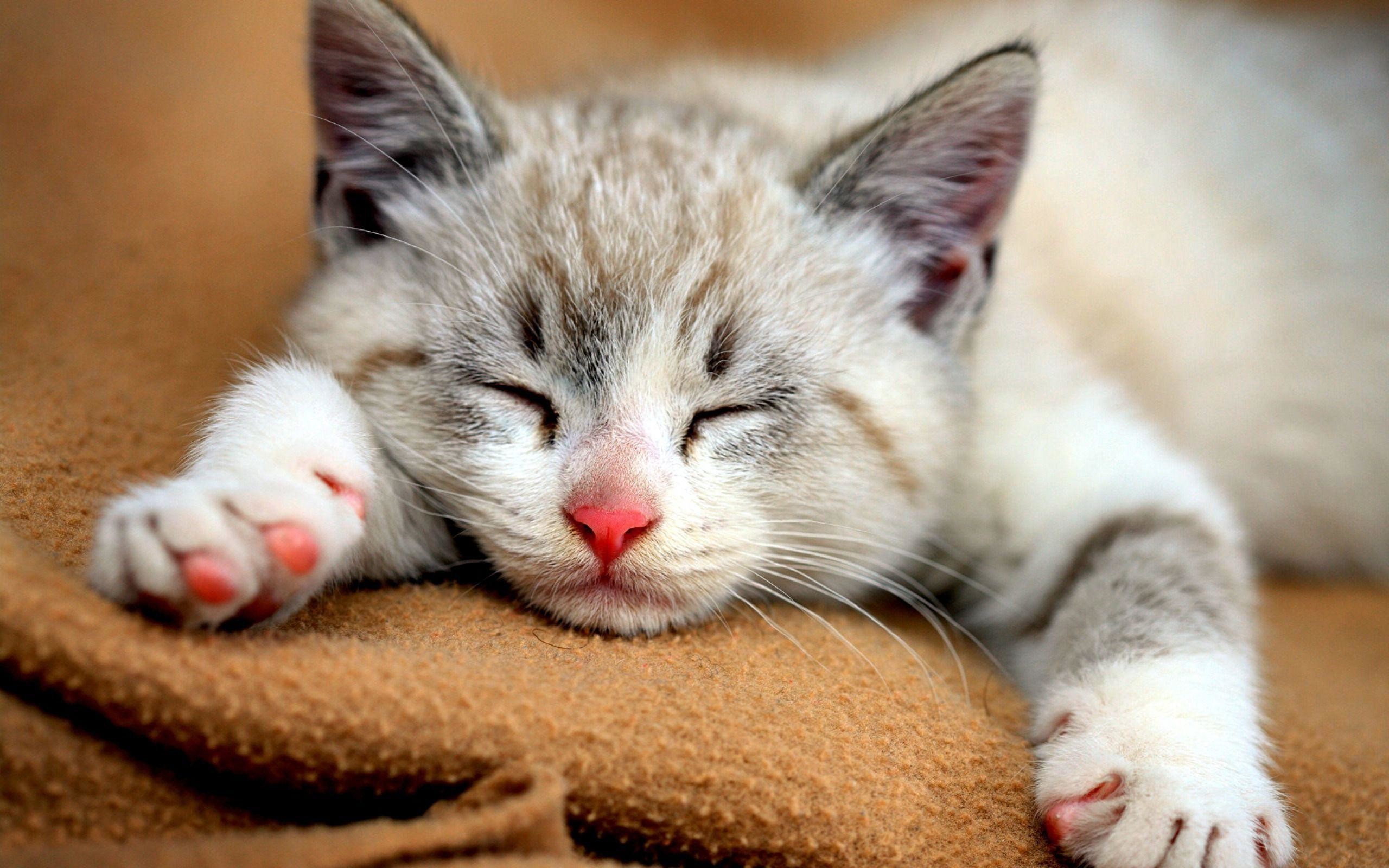 Gattino, Sonno, Coperta, Tenero, 2560x1600, sfondo per PC