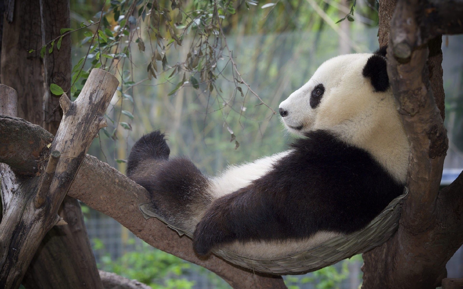 Panda gigante, Amaca, Albero, 1920x1200, sfondo MacBook Pro