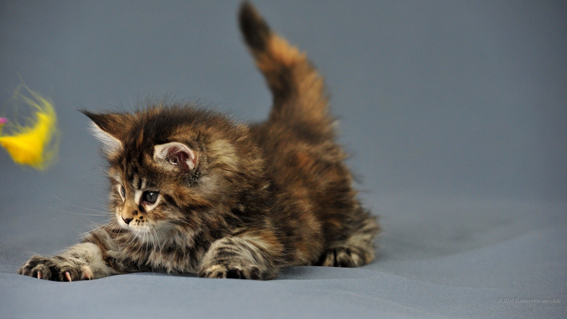 Gattino, Maine Coon, Piuma gialla, Gioco, 1920x1080, sfondo per PC