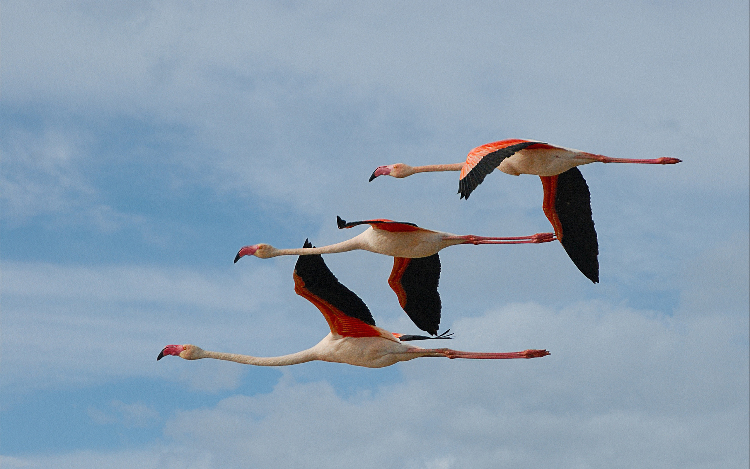 Fenicotteri, Volo, Cielo, Trio, 2K, sfondo Windows 11