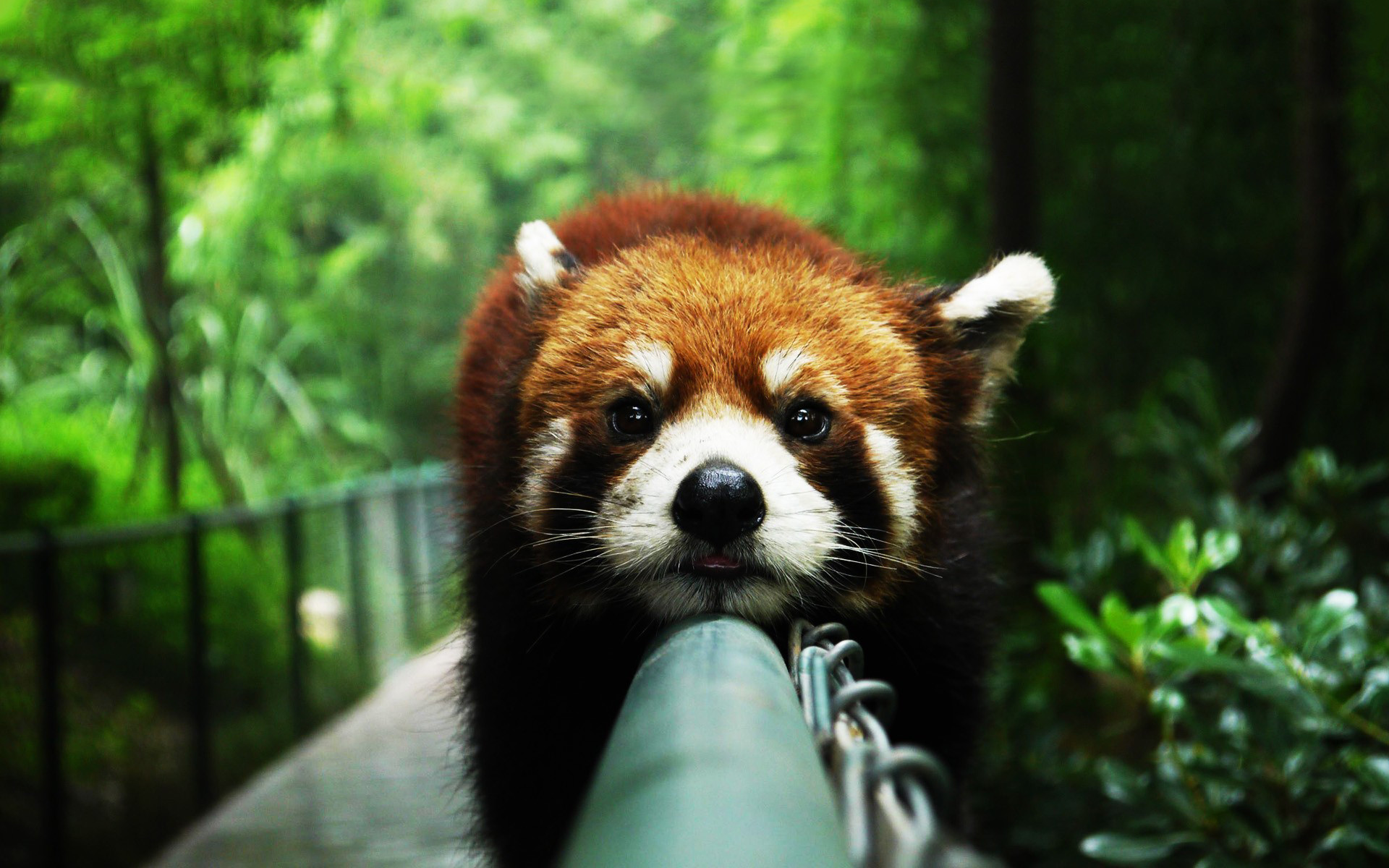 Panda rosso, Ringhiera, Bosco, Full HD, sfondo Windows 11