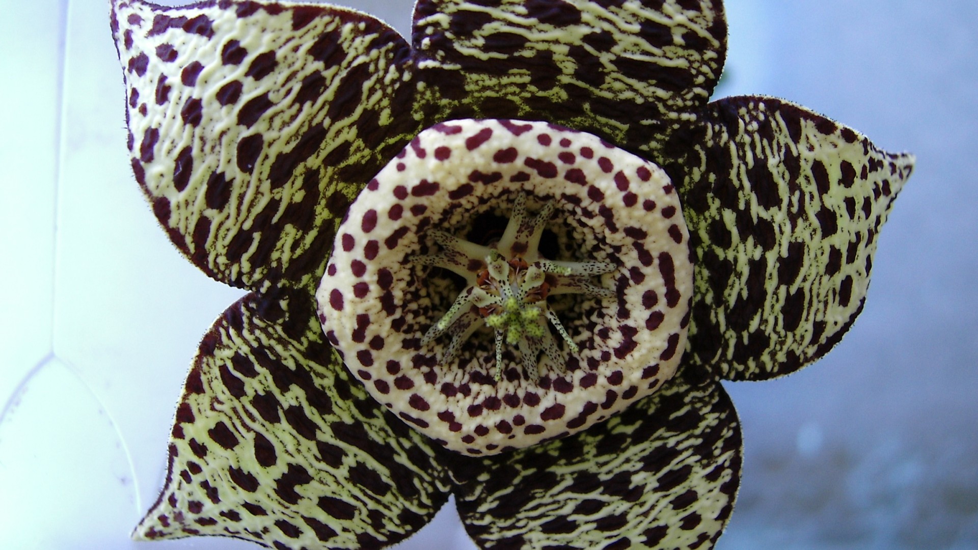 Stapelia, Fiore maculato, Pianta grassa, Macro, immagine di sfondo iPhone