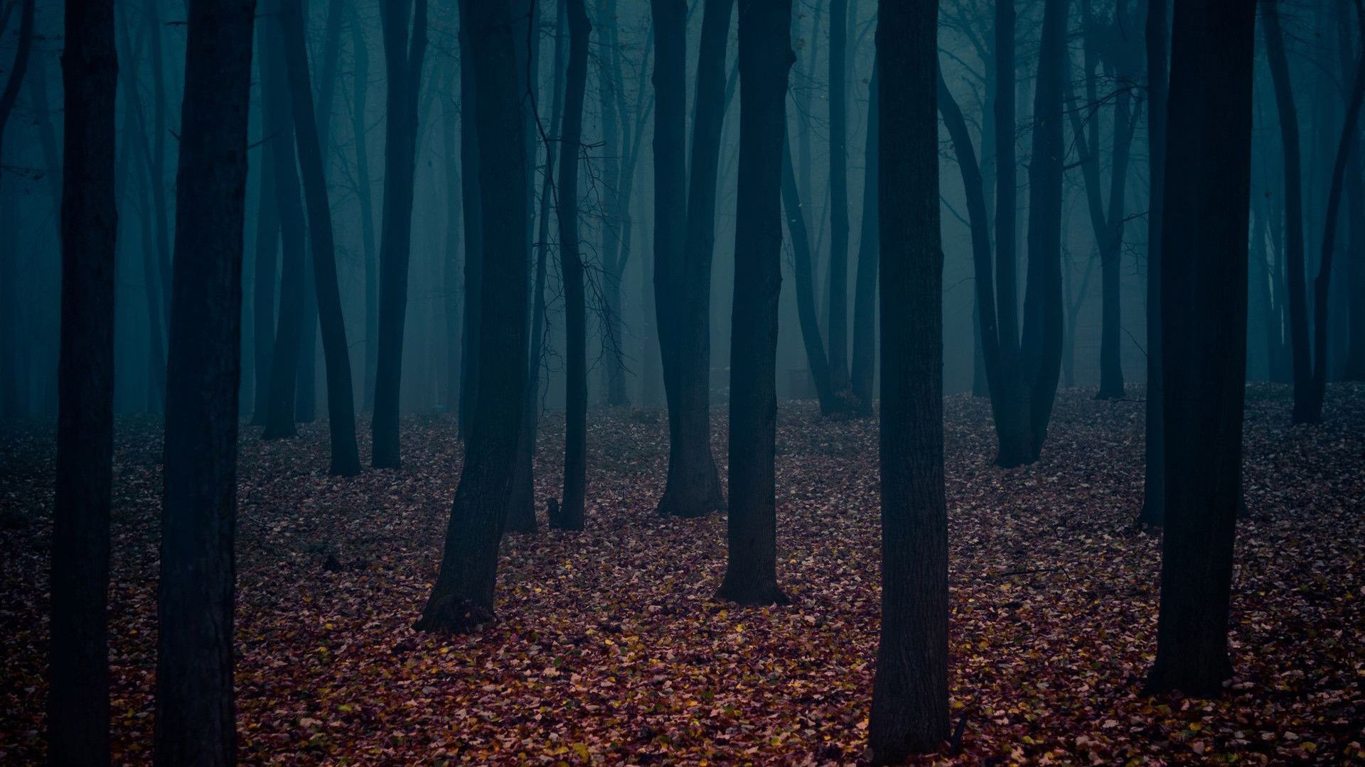 Foresta oscura, Foglie autunnali, Nebbia blu, Full HD, sfondo per portatile