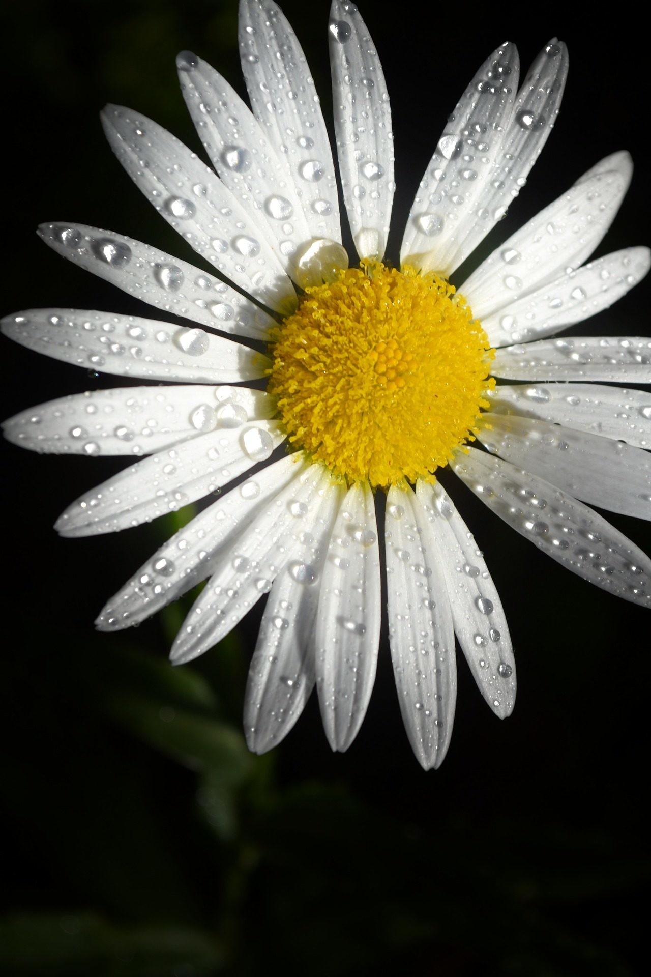 Margherita, Gocce d'acqua, Sfondo nero, Macro, Full HD, schermata di blocco del cellulare