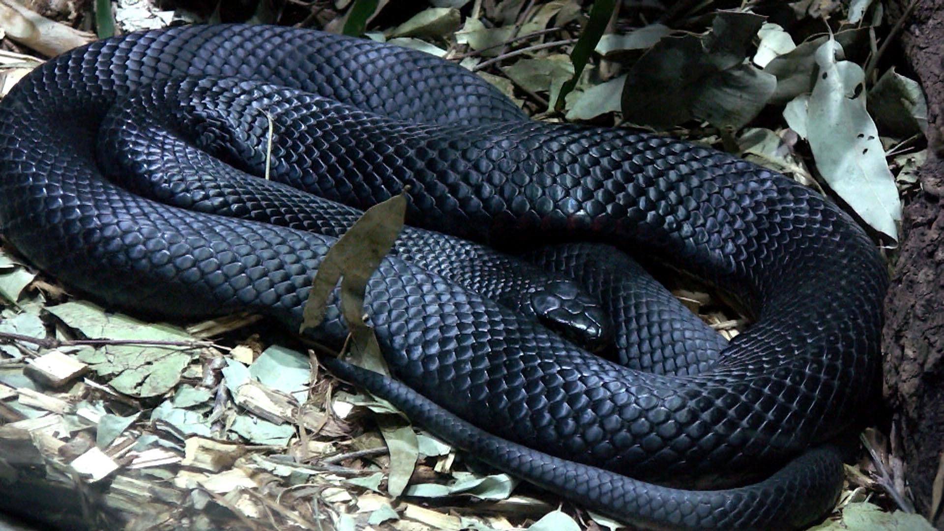 Serpente nero, Foglie secche, Spire, Full HD 1080p, sfondo desktop