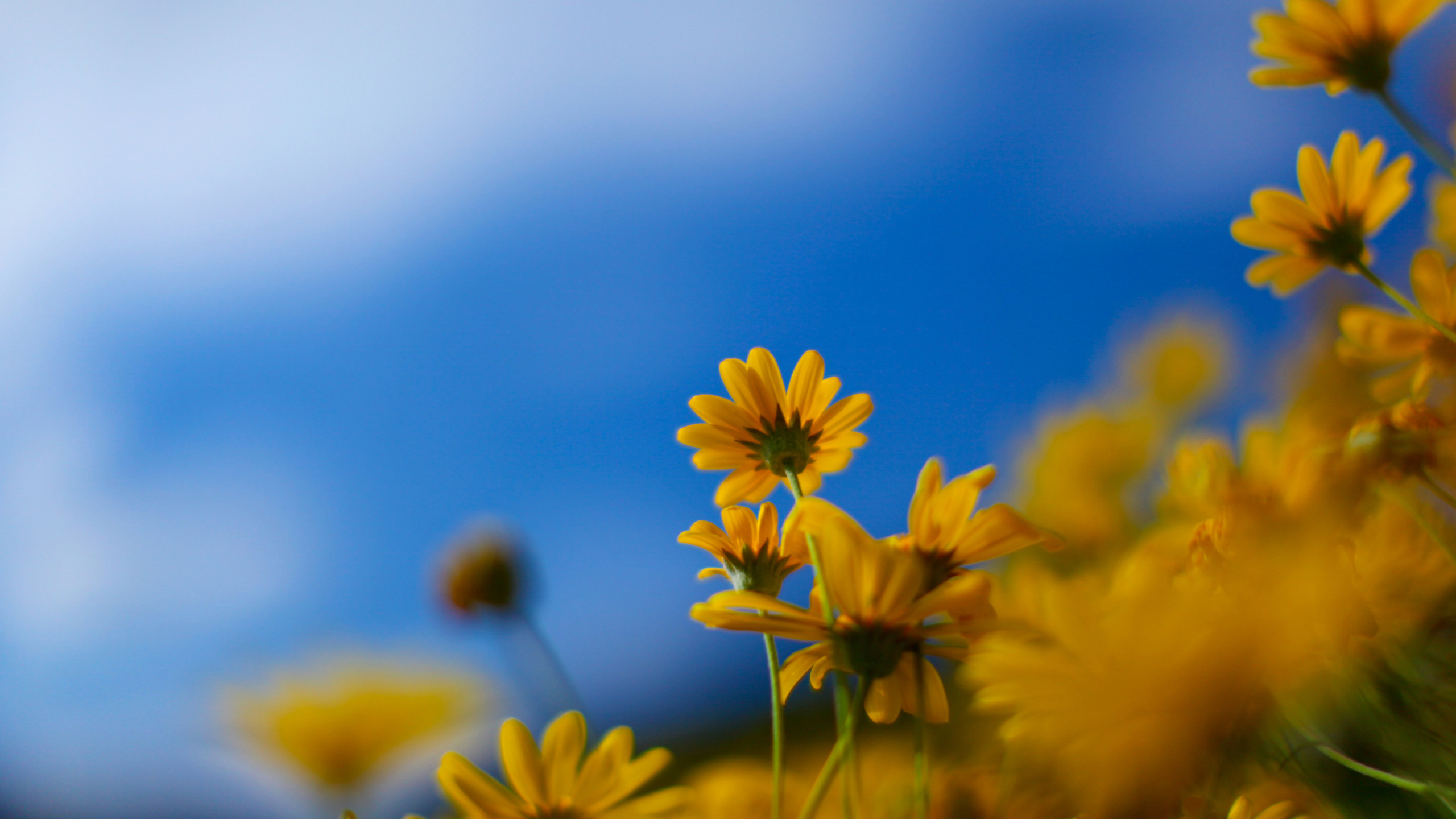 Fiori gialli, Margherite, Cielo azzurro, Sfocato, 2K, sfondo per desktop