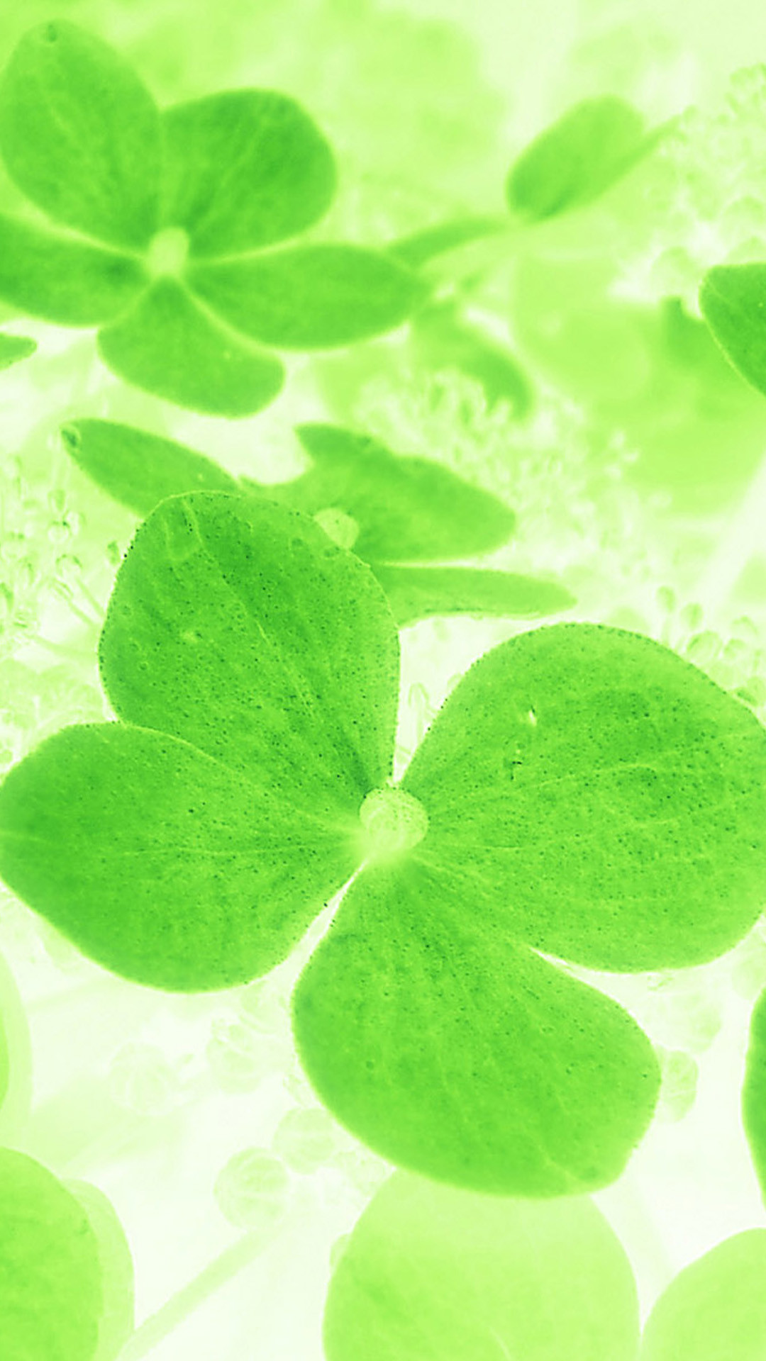 Quadrifoglio, Trifoglio, Verde chiaro, Full HD, wallpaper per smartphone