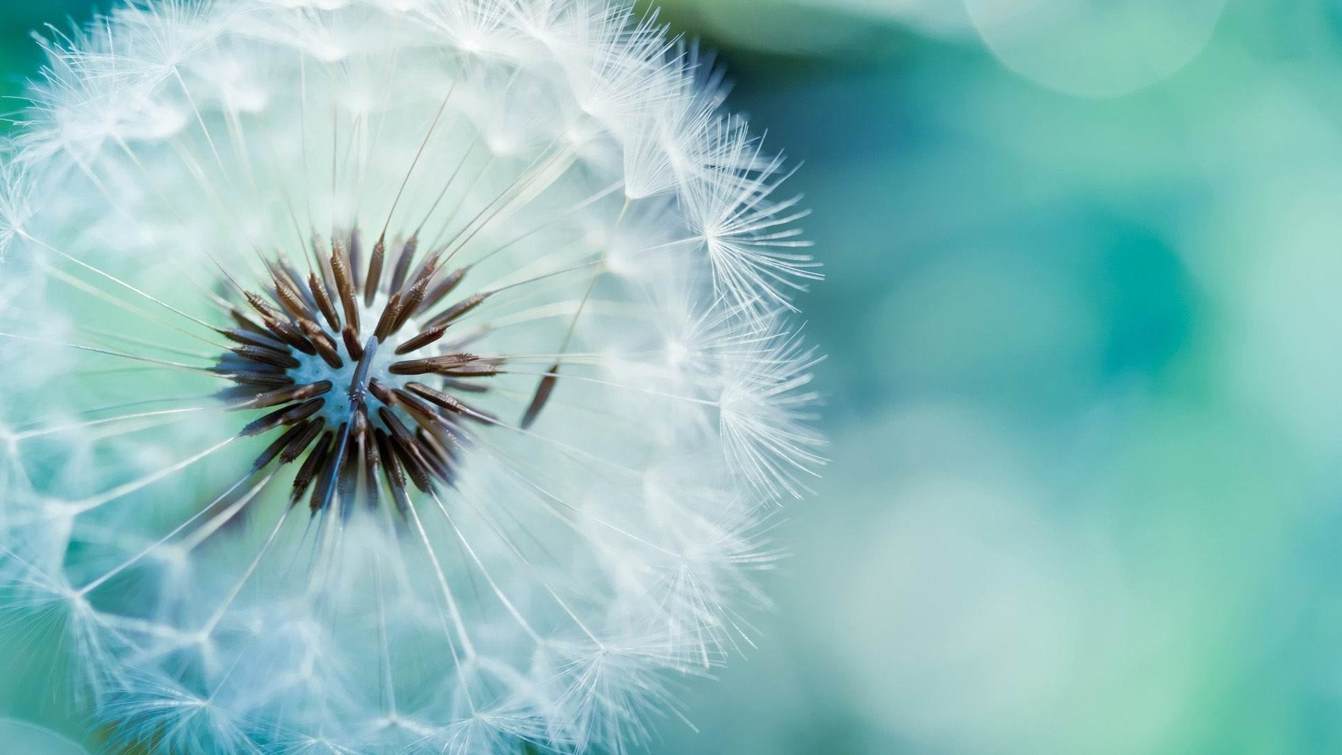 Soffione, Tarassaco, Macro, Turchese, 1920x1080, sfondo per PC