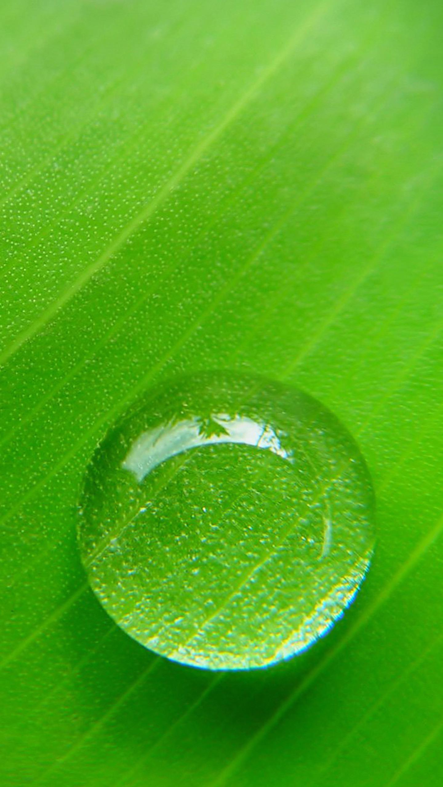 Goccia d'acqua, Foglia verde, Macro, wallpaper Samsung S25