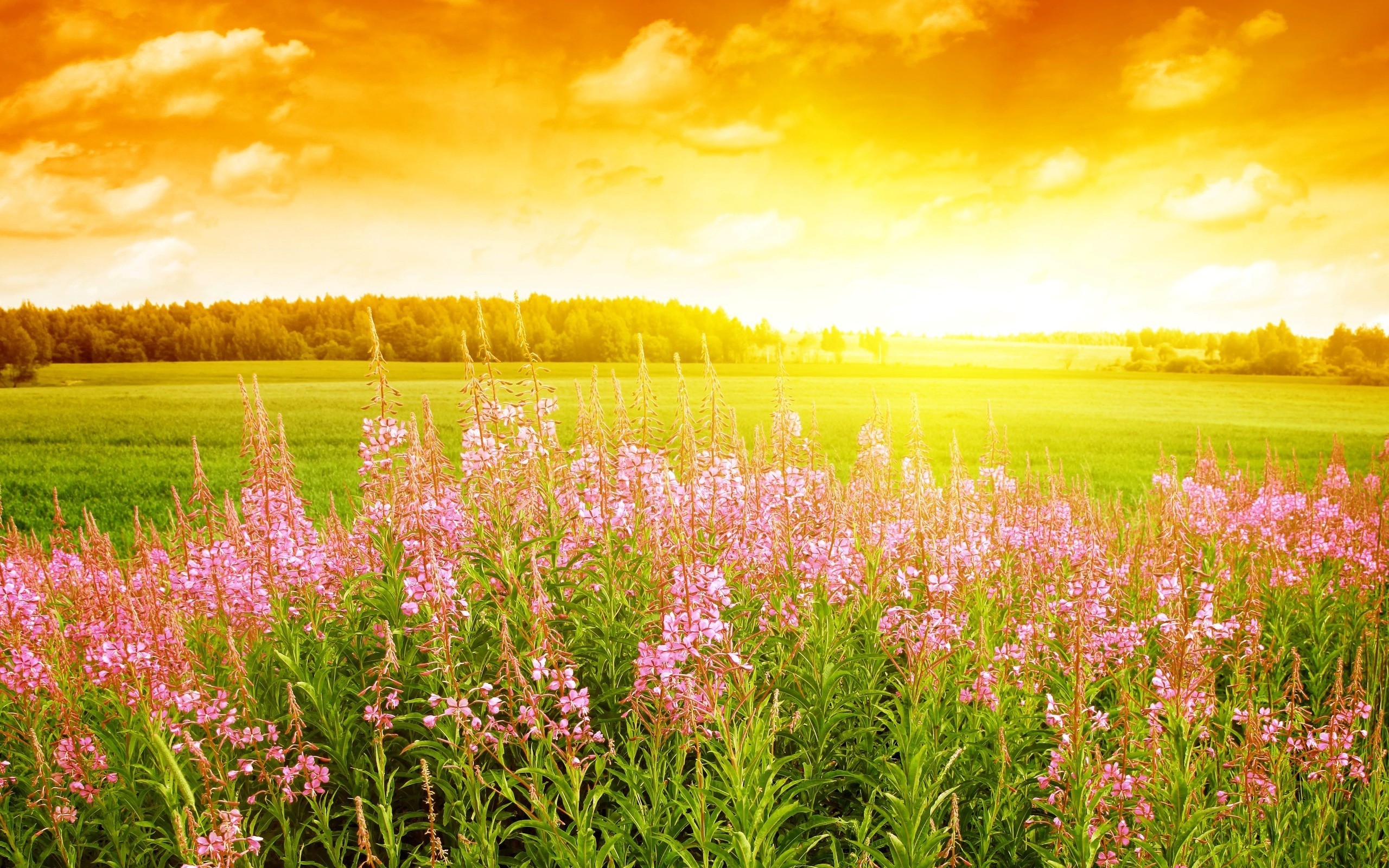 Epilobio, Campo fiorito, Tramonto, Cielo dorato, 2K 1600p, sfondo desktop