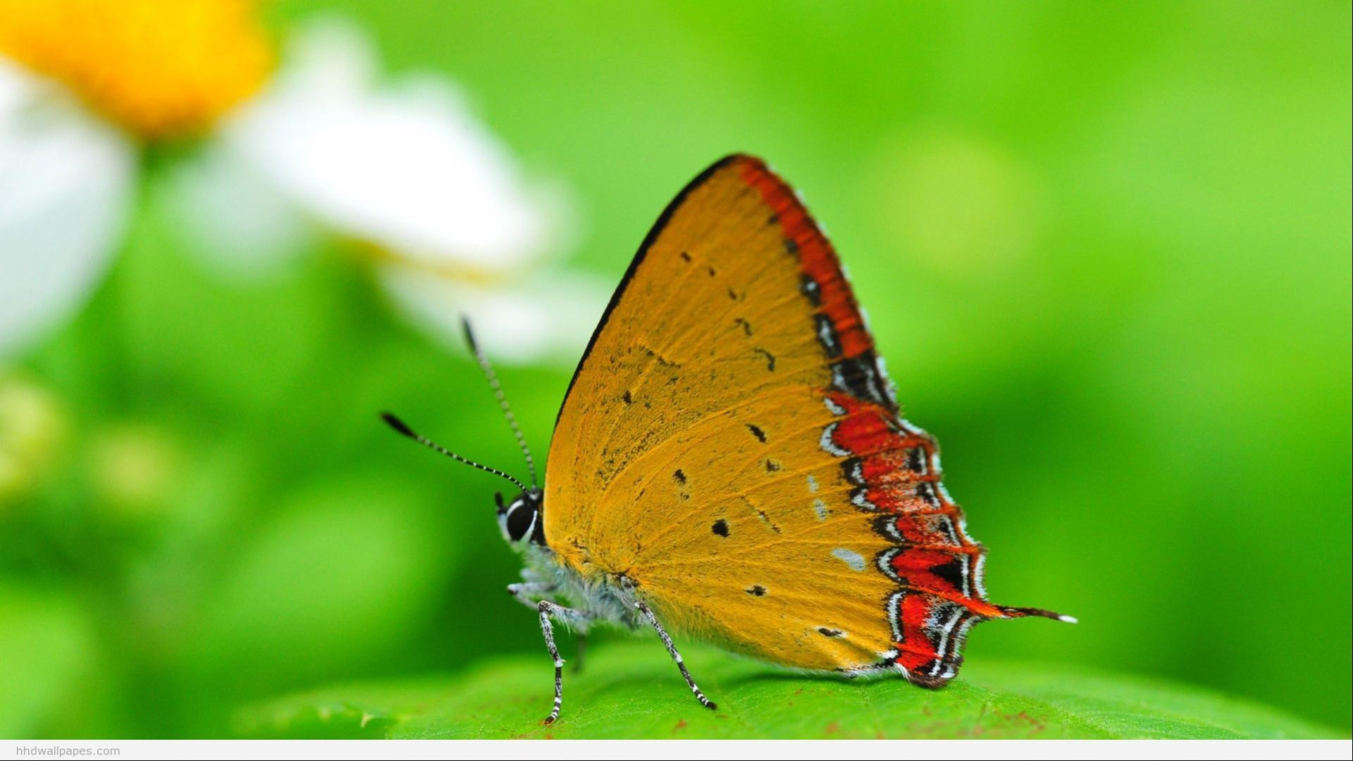 Farfalla, Licena, Macro, Verde, sfondo Full HD per desktop