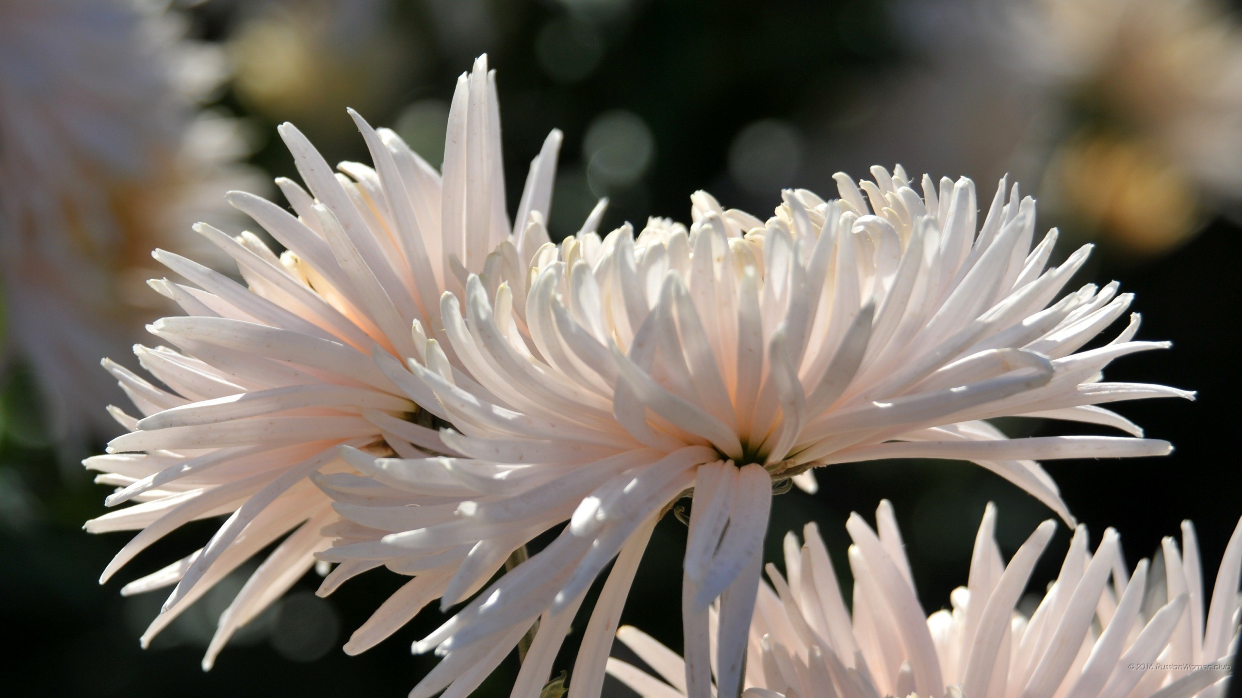 Crisantemi, Fiori bianchi, Primo piano, 2K, sfondo per PC e portatile