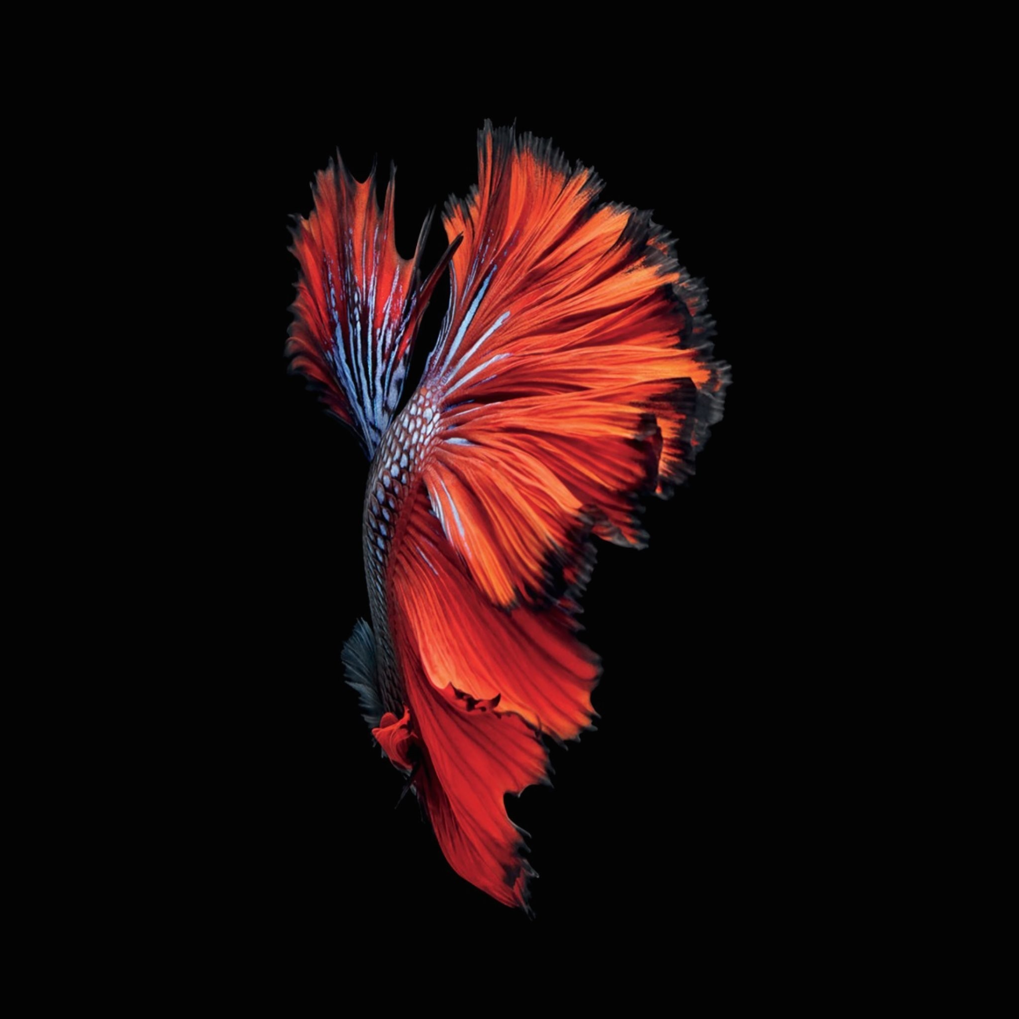 Pesce combattente, Betta, Sfondo nero, Rosso, iOS 9, Full HD, schermata di blocco iPad