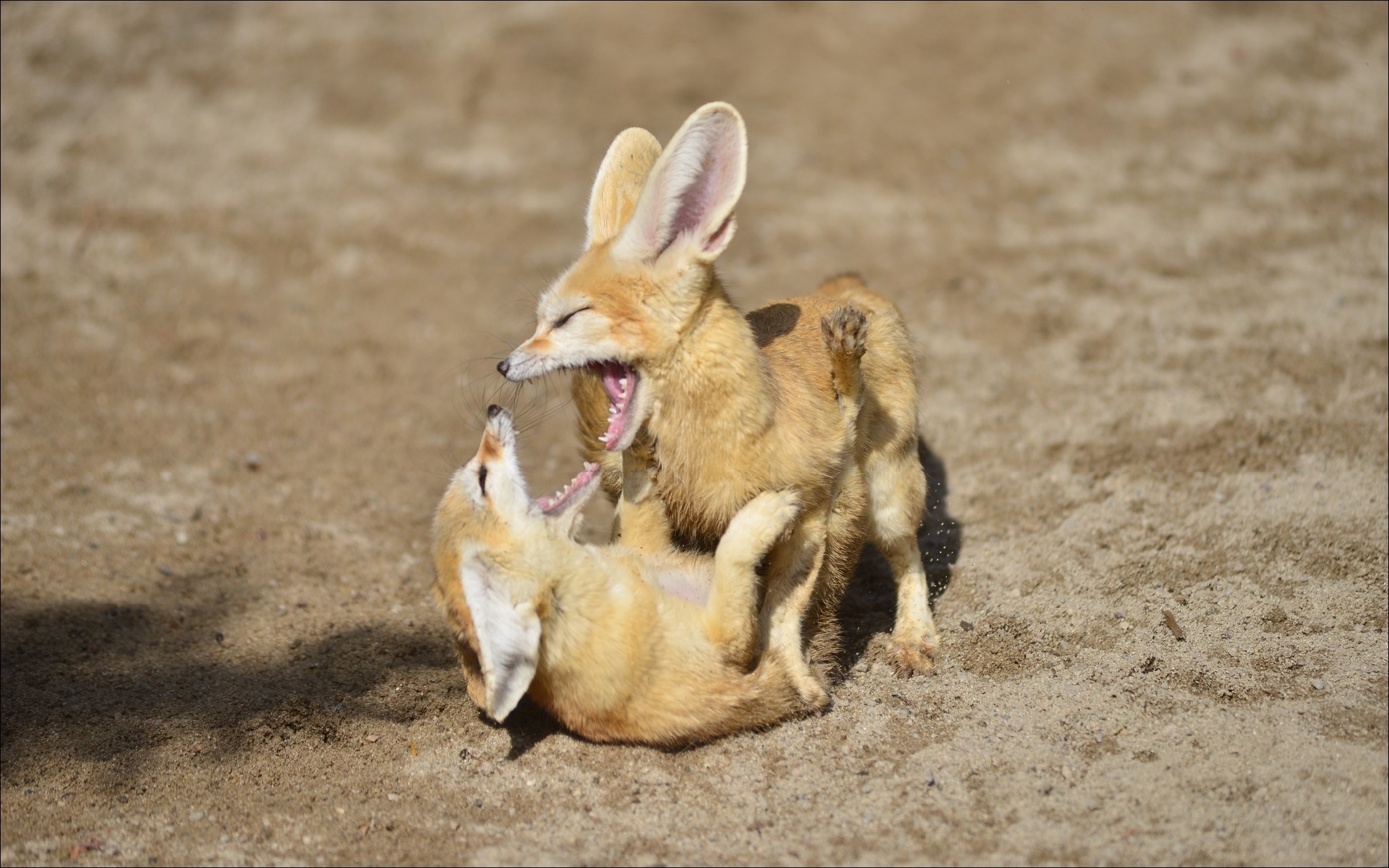 Fennec, Cuccioli, Gioco, 16:10 Full HD, wallpaper widescreen