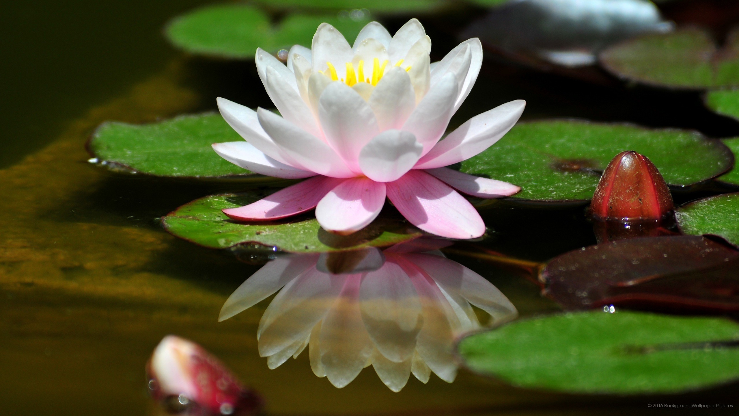 Ninfea, Fiore di loto, Stagno, Foglie, sfondo cellulare
