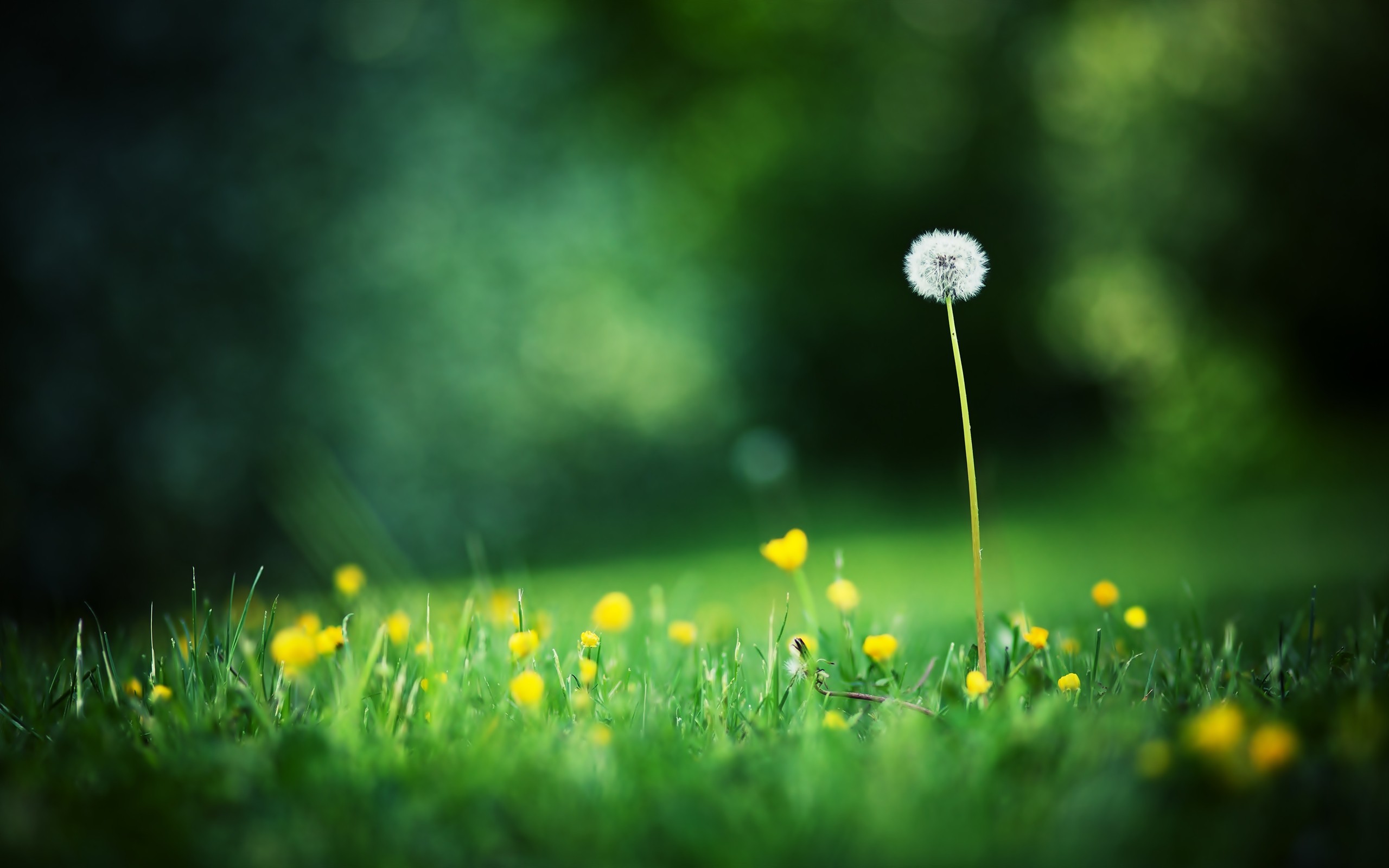 Soffione, Prato, Fiori gialli, Erba, 16:10 2K, wallpaper widescreen