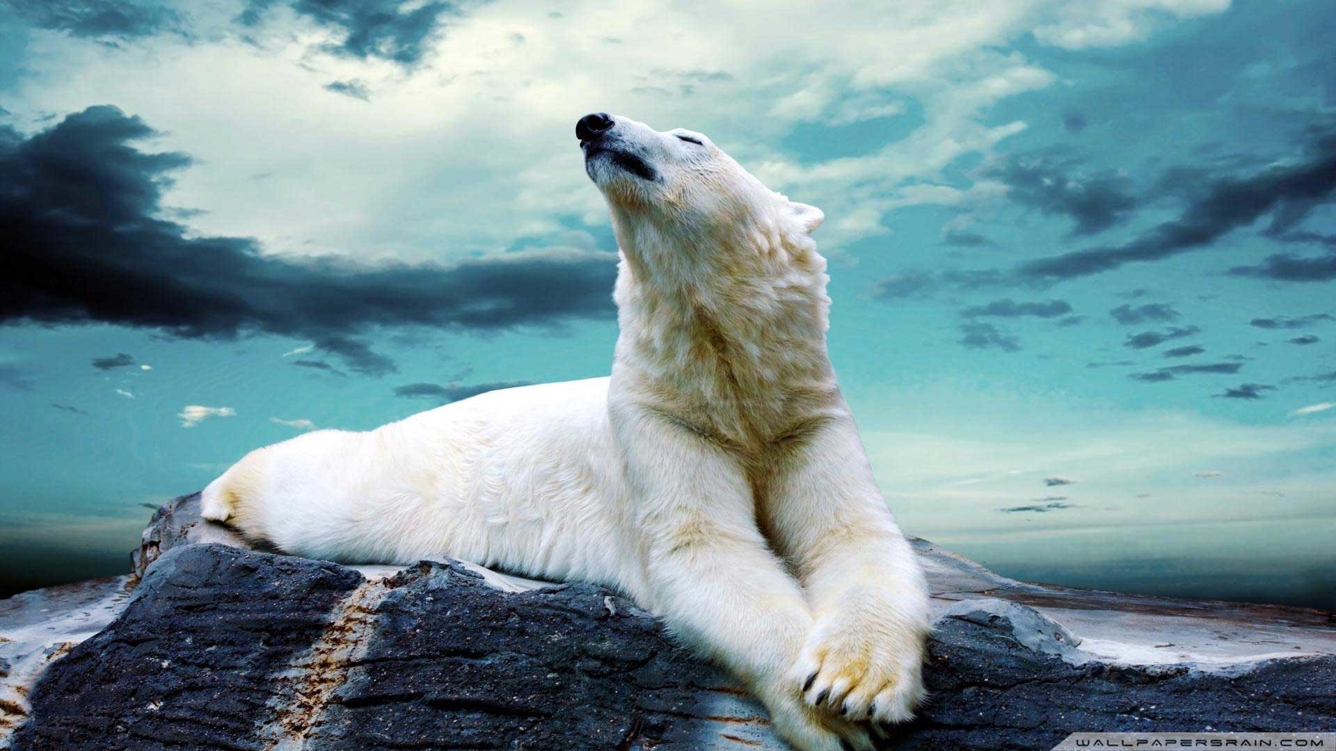 Orso polare, Roccia, Cielo, Riposo, 1920x1080, sfondo per PC