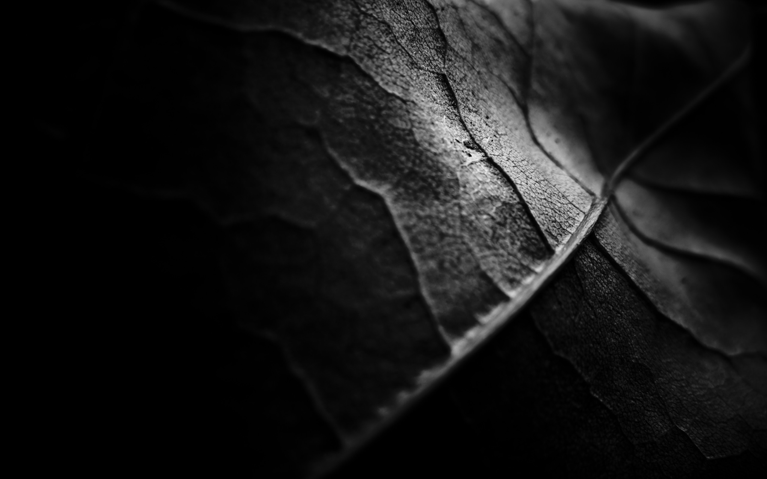 Foglia, Venature, Macro, Bianco e nero, 2K, sfondo desktop