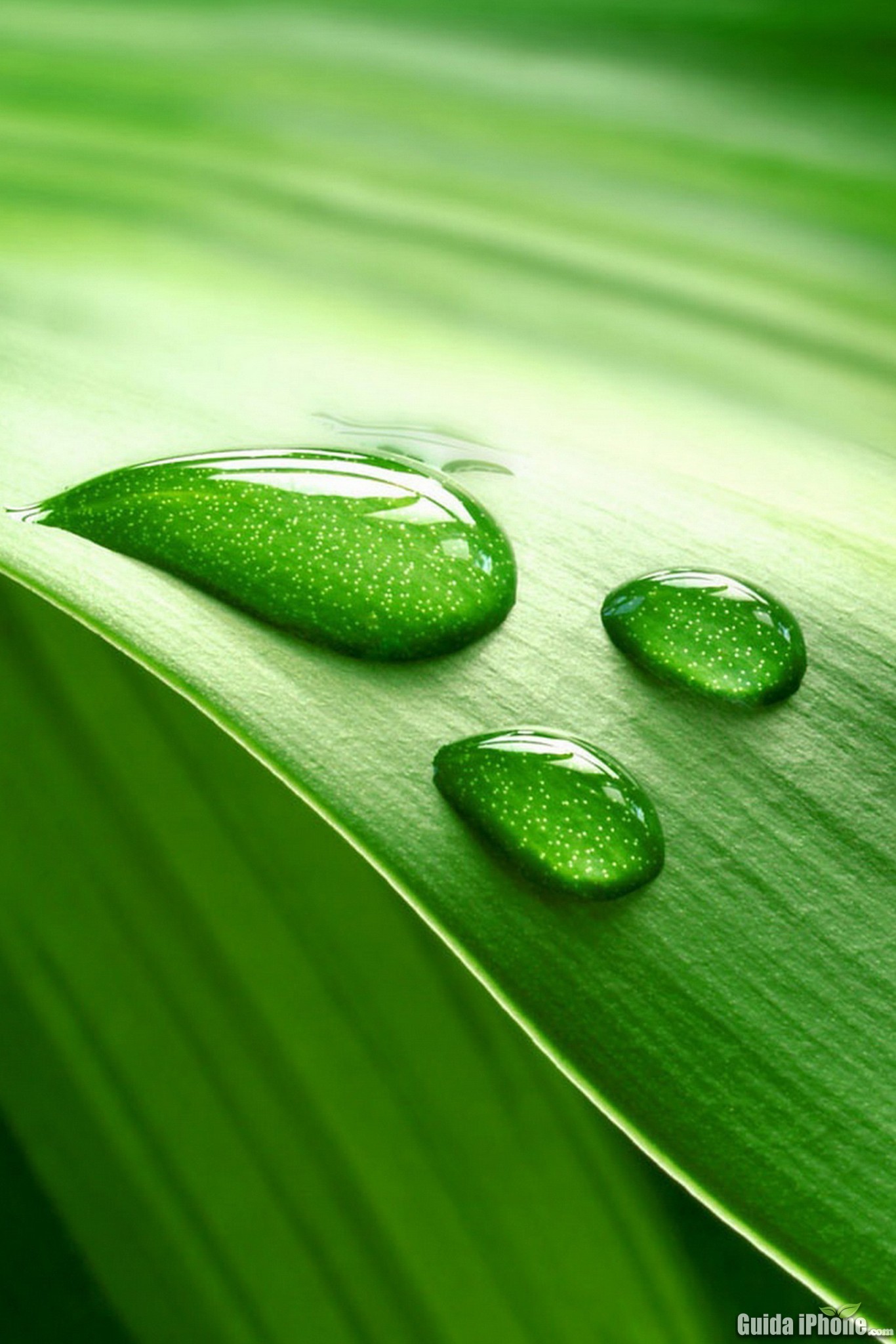 Gocce d'acqua, Foglia, Macro, Verde, sfondo per iPhone 4S