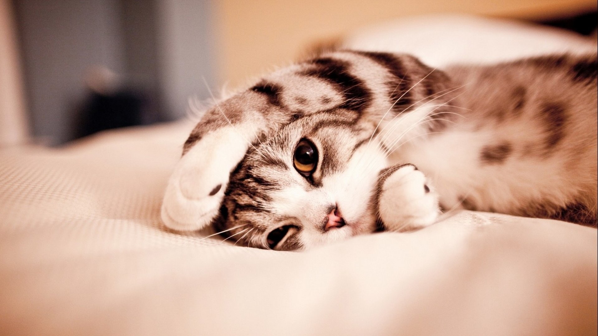 Gattino, Tigrato, Letto, 1920x1080, wallpaper desktop