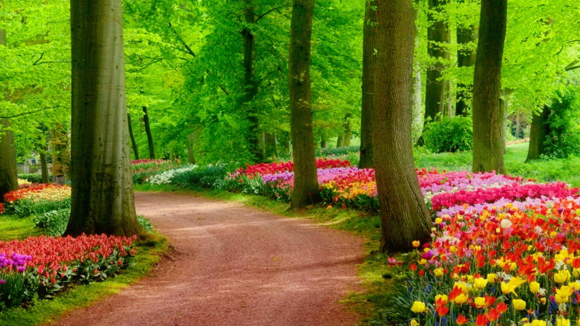 Tulipani, Parco, Sentiero, Alberi, Full HD 1080p, sfondo desktop
