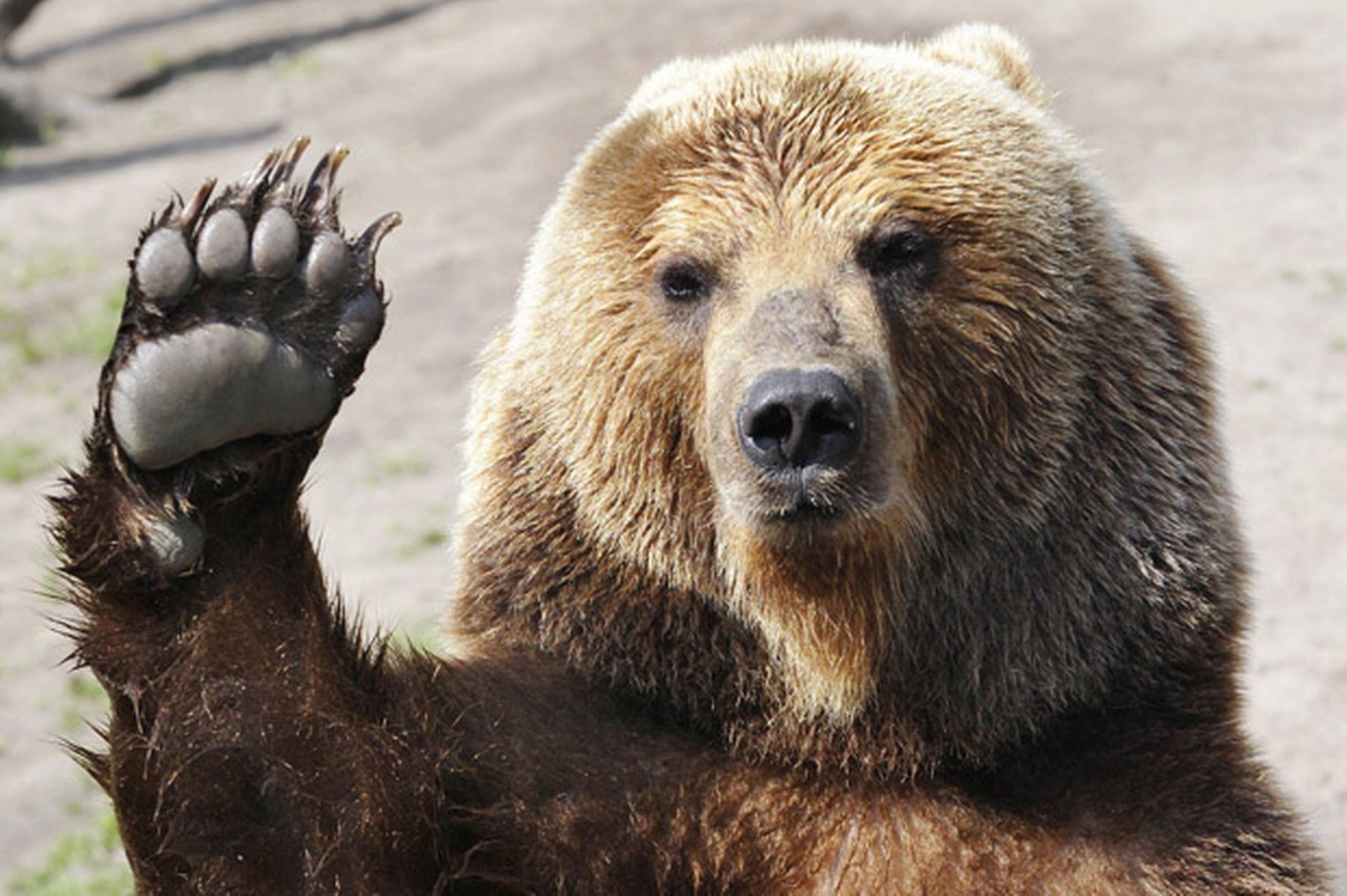 Orso bruno, Saluto, Zampa, Buffo, Full HD, sfondo desktop