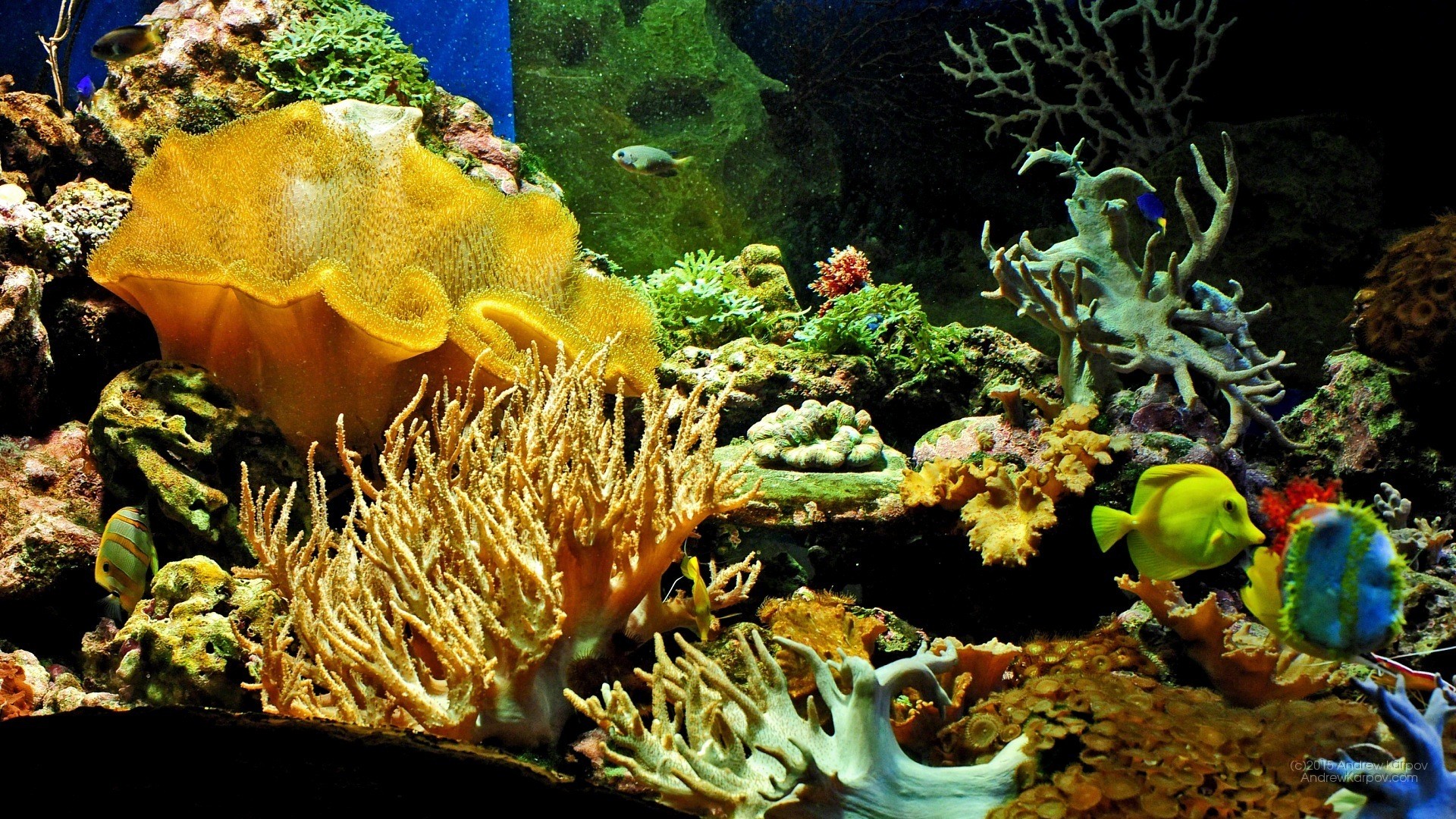 Acquario marino, Coralli, Pesce chirurgo giallo, Full HD, sfondo per PC e portatile