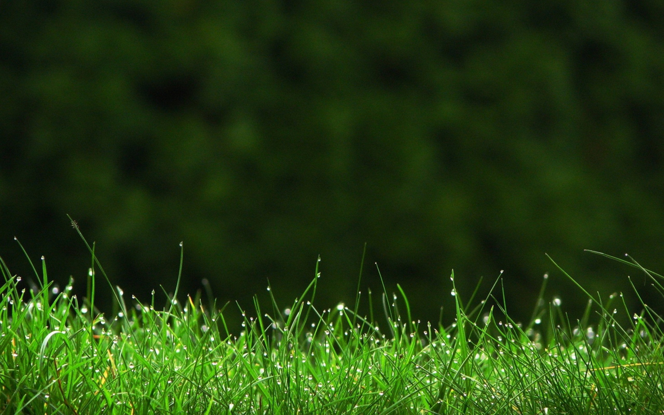 Erba, Gocce di rugiada, Sfondo scuro, Verde, 2560x1600, wallpaper desktop