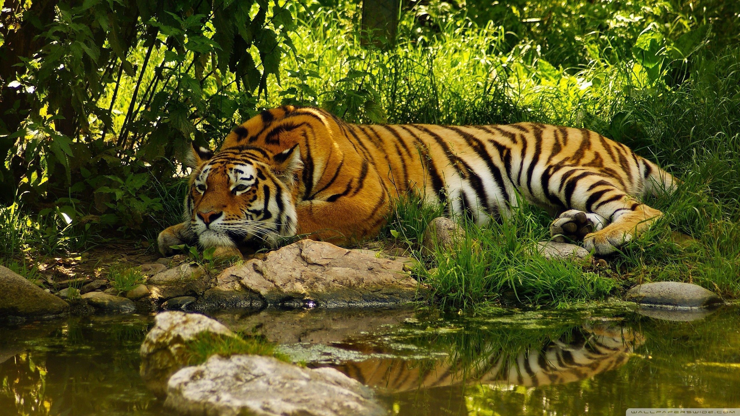Tigre, Giungla, Riposo, Ruscello, 16:9 2K, sfondo widescreen