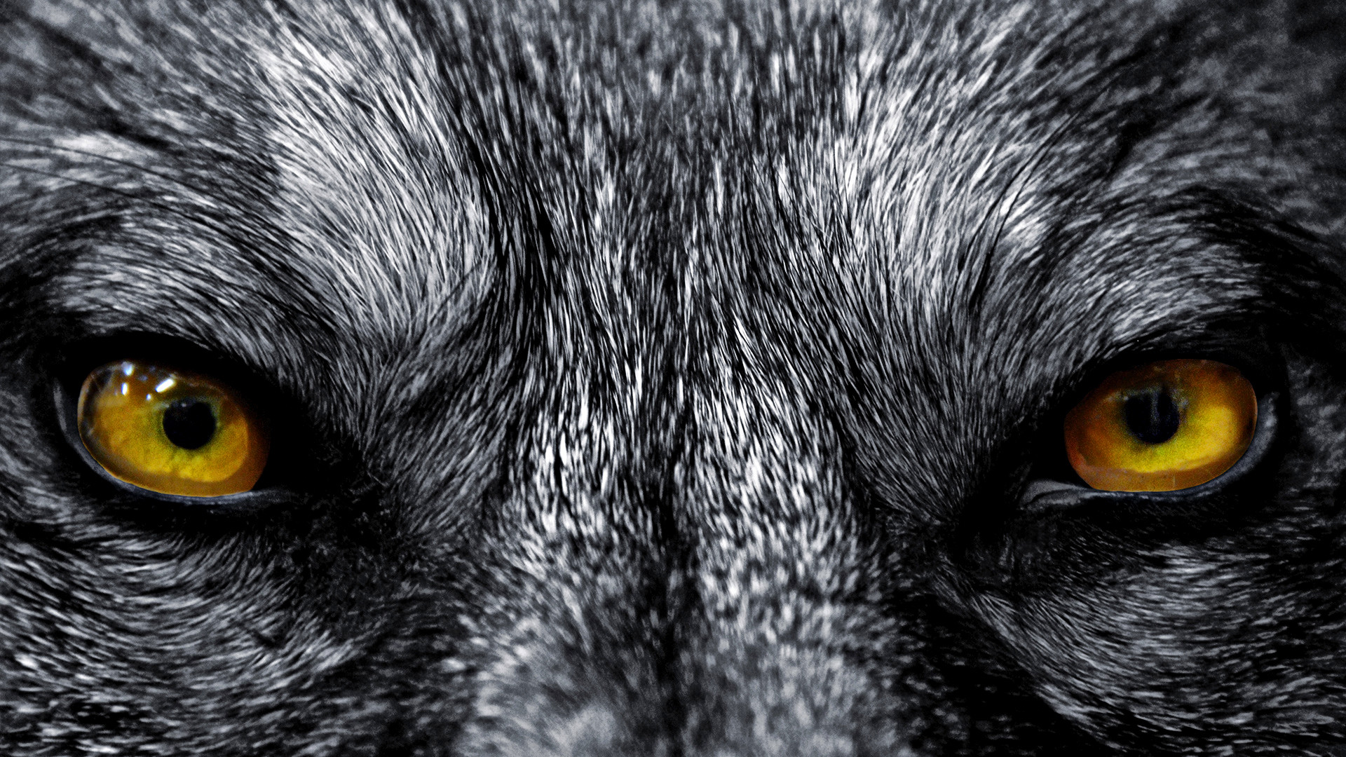 Occhi di lupo, Occhi gialli, Primo piano, Macro, 1920x1080, immagine di sfondo