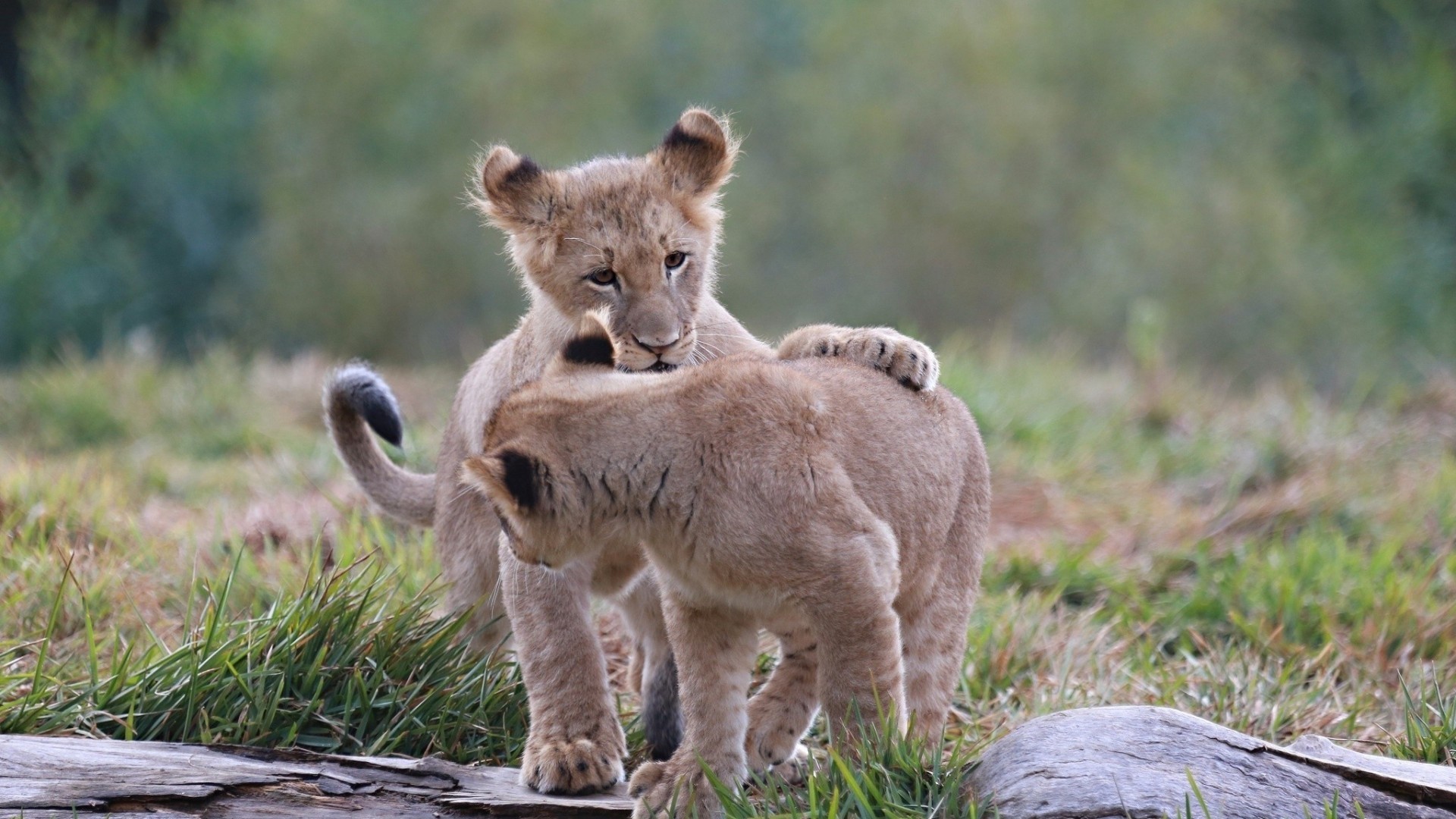 Cuccioli di leone, Gioco, Prato, Tenerezza, Full HD 1080p, sfondo desktop