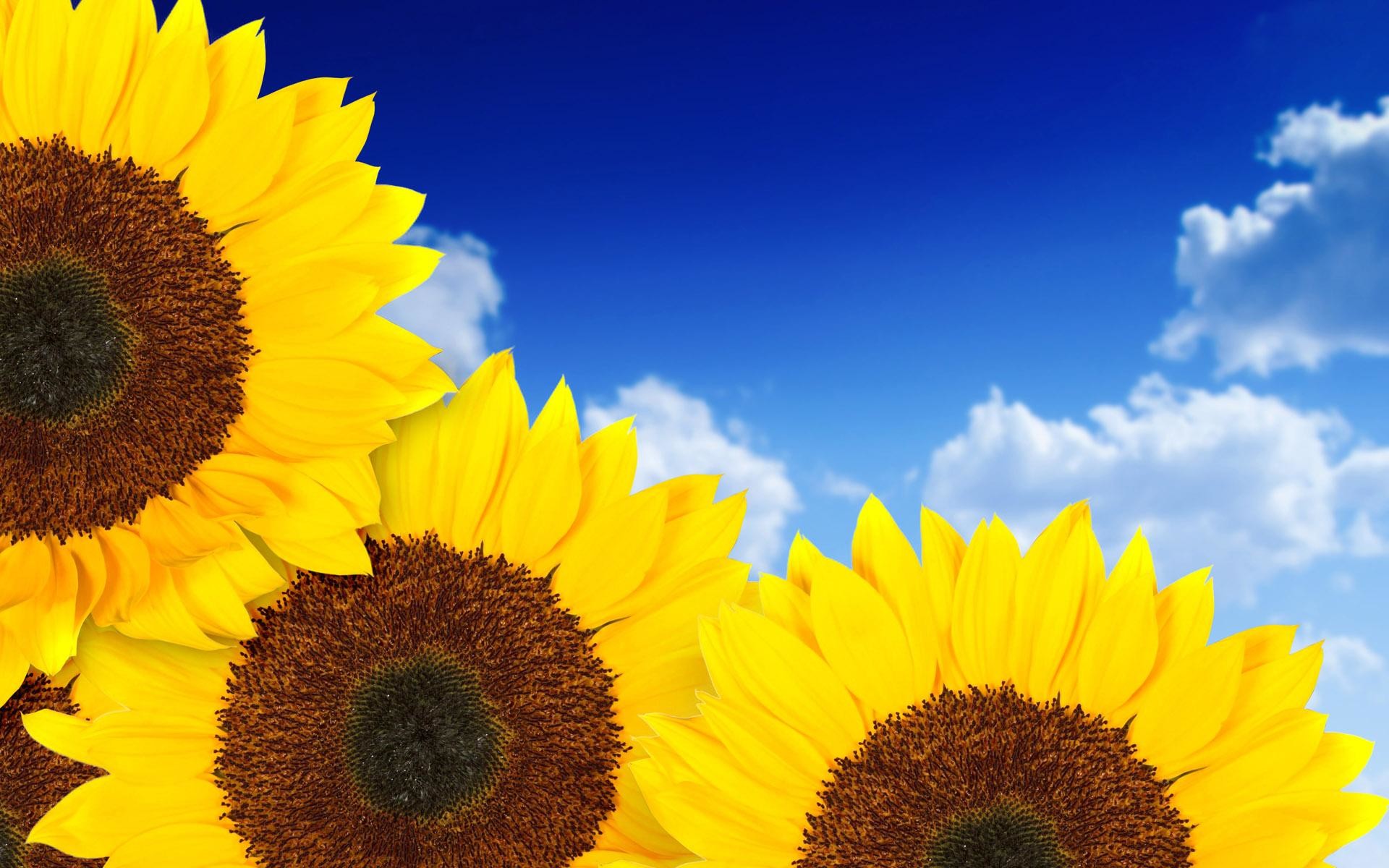 Girasoli, Cielo azzurro, Nuvole, Estate, 16:10 Full HD, sfondo widescreen