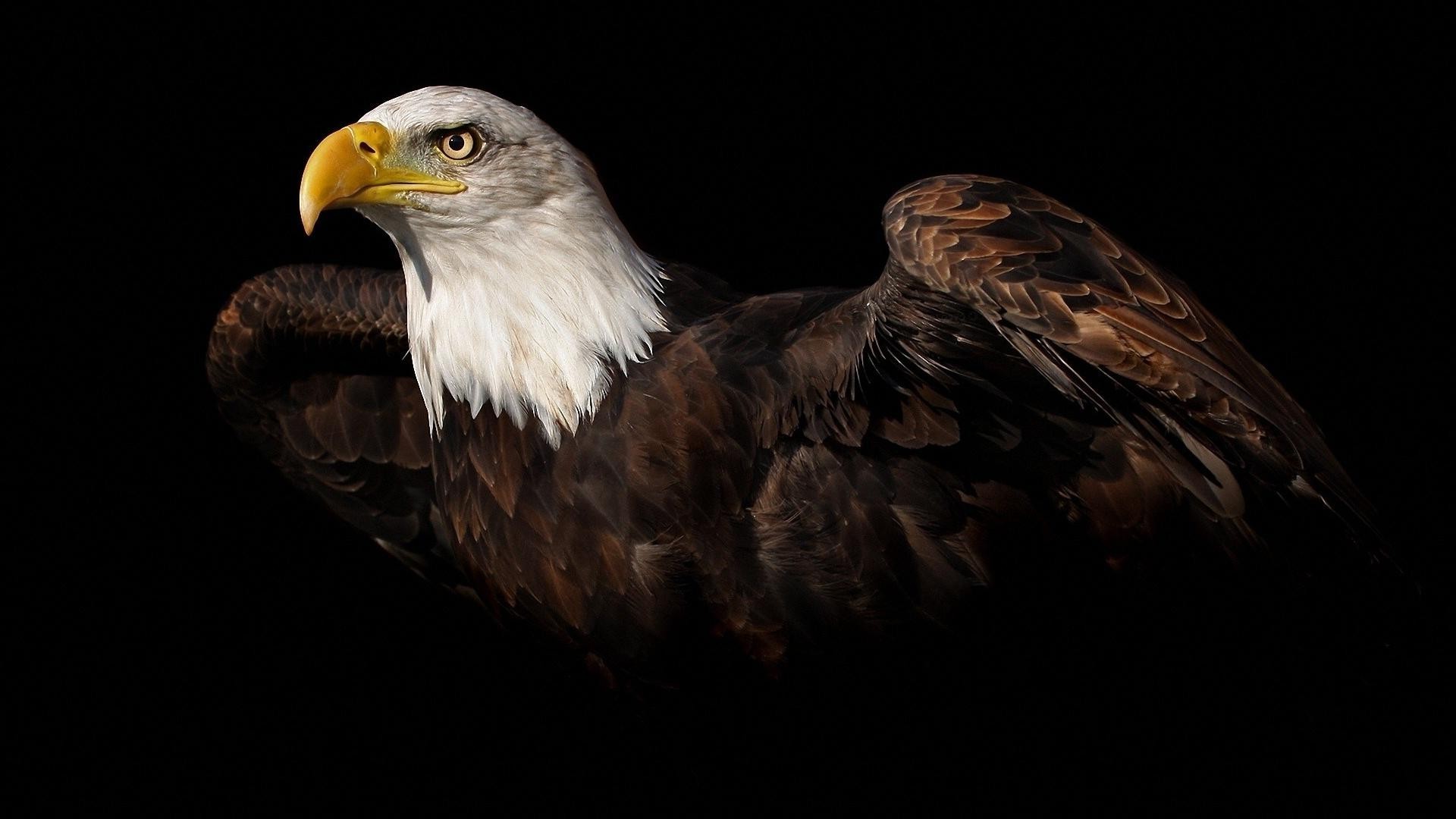 Aquila calva, Sfondo nero, Ritratto, Full HD, wallpaper per portatile