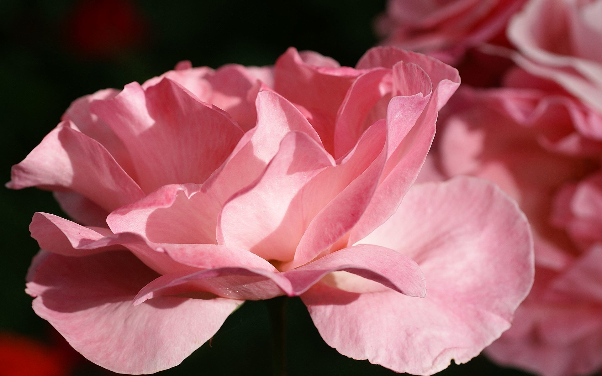Rosa rosa, Petali, Macro, 1920x1200, wallpaper desktop