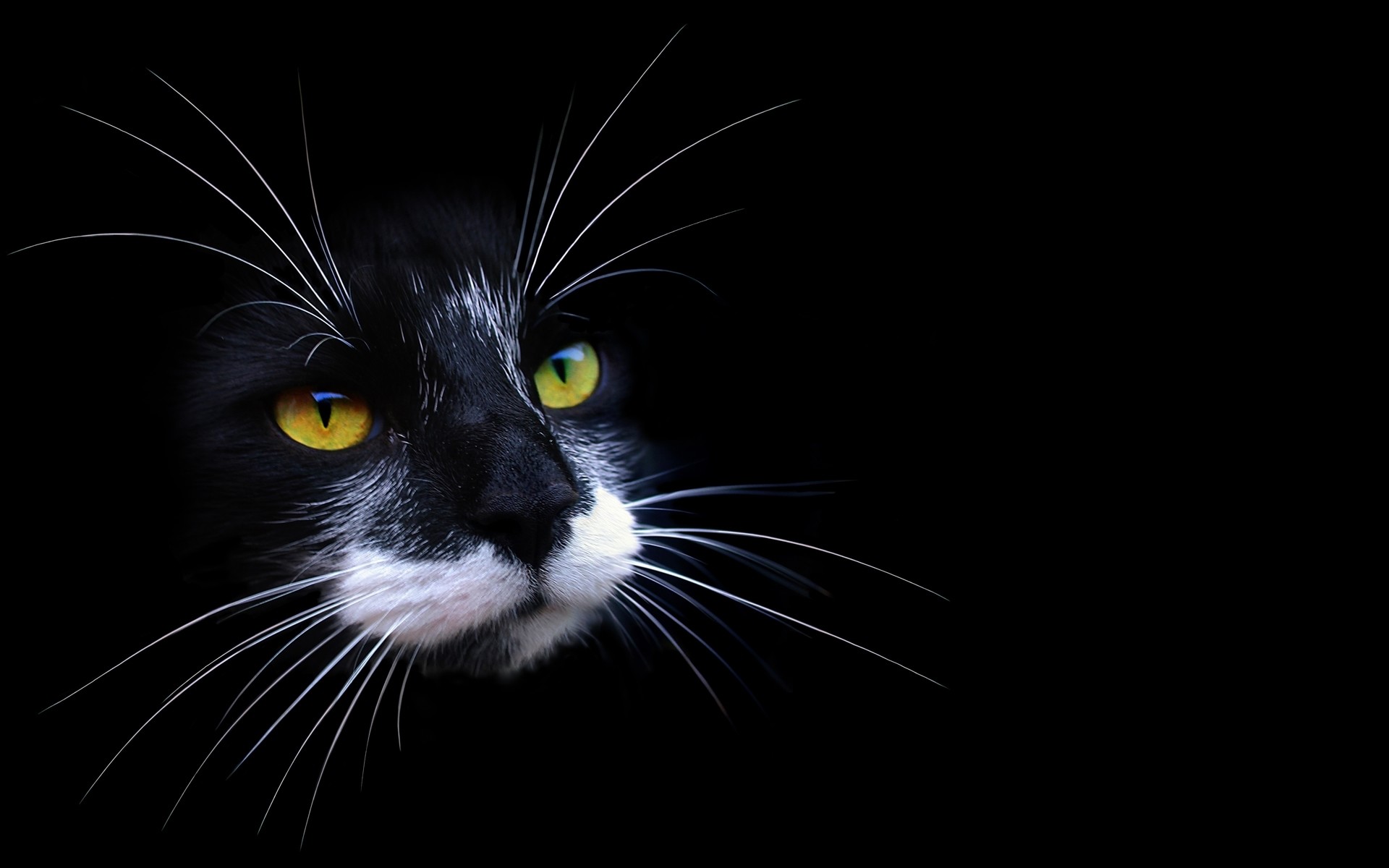 Gatto bianco e nero, Occhi gialli, Baffi, Sfondo nero, 1920x1200, wallpaper desktop