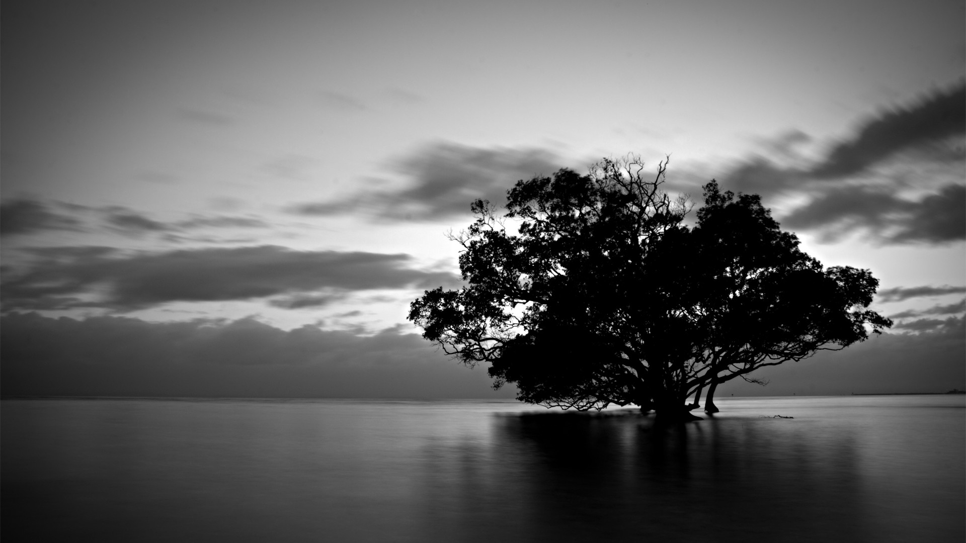 Albero, Silhouette, Bianco e nero, Lunga esposizione, Full HD, sfondo Windows 11