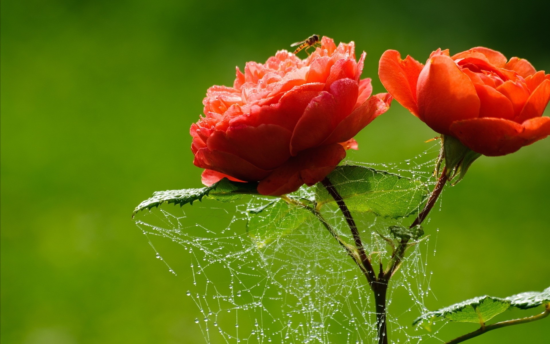 Rose rosse, Ragnatela, Gocce di rugiada, Full HD, sfondo PC