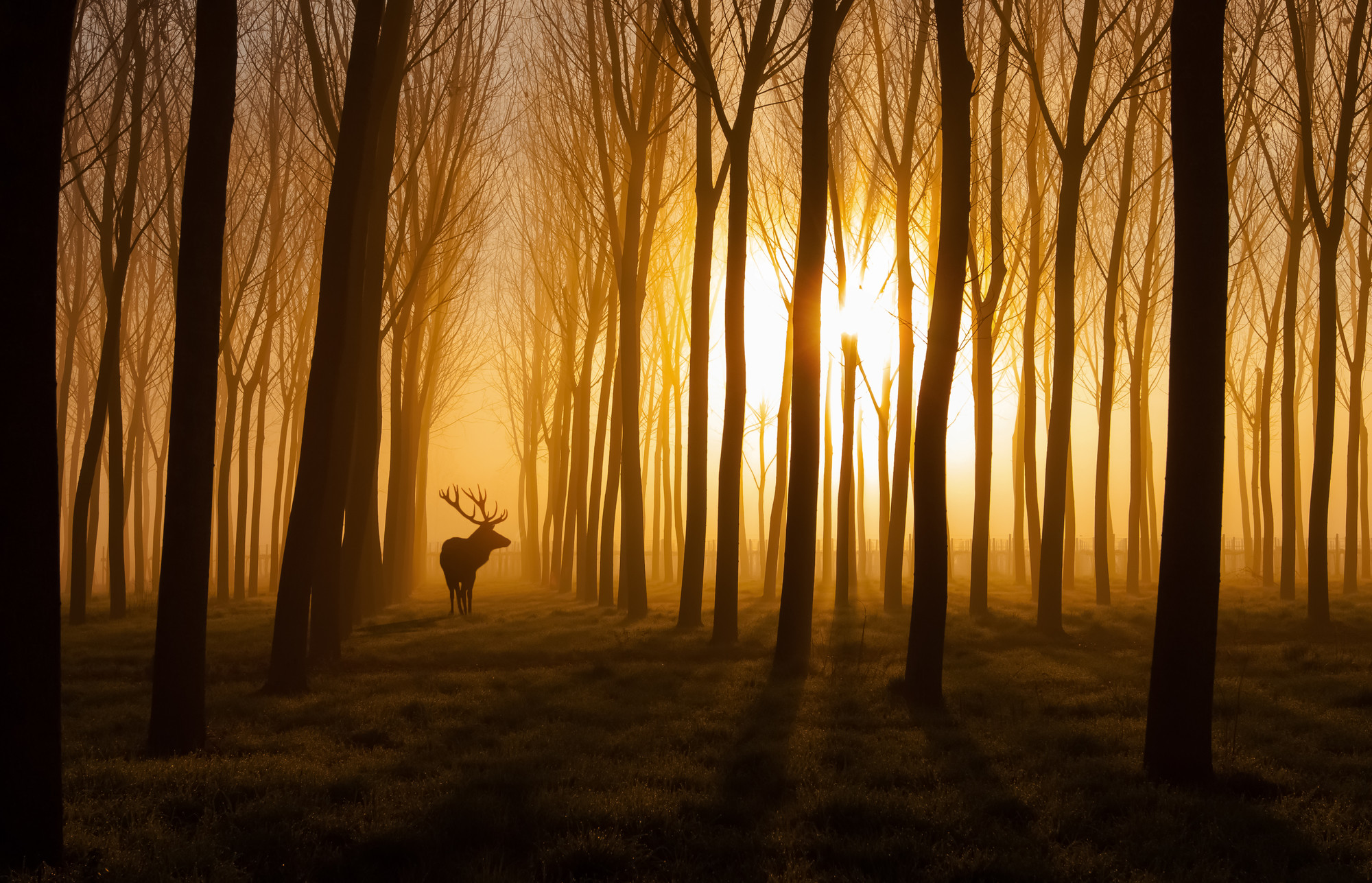 Cervo, Silhouette, Bosco, Nebbia dorata, Tramonto, Full HD, wallpaper per computer