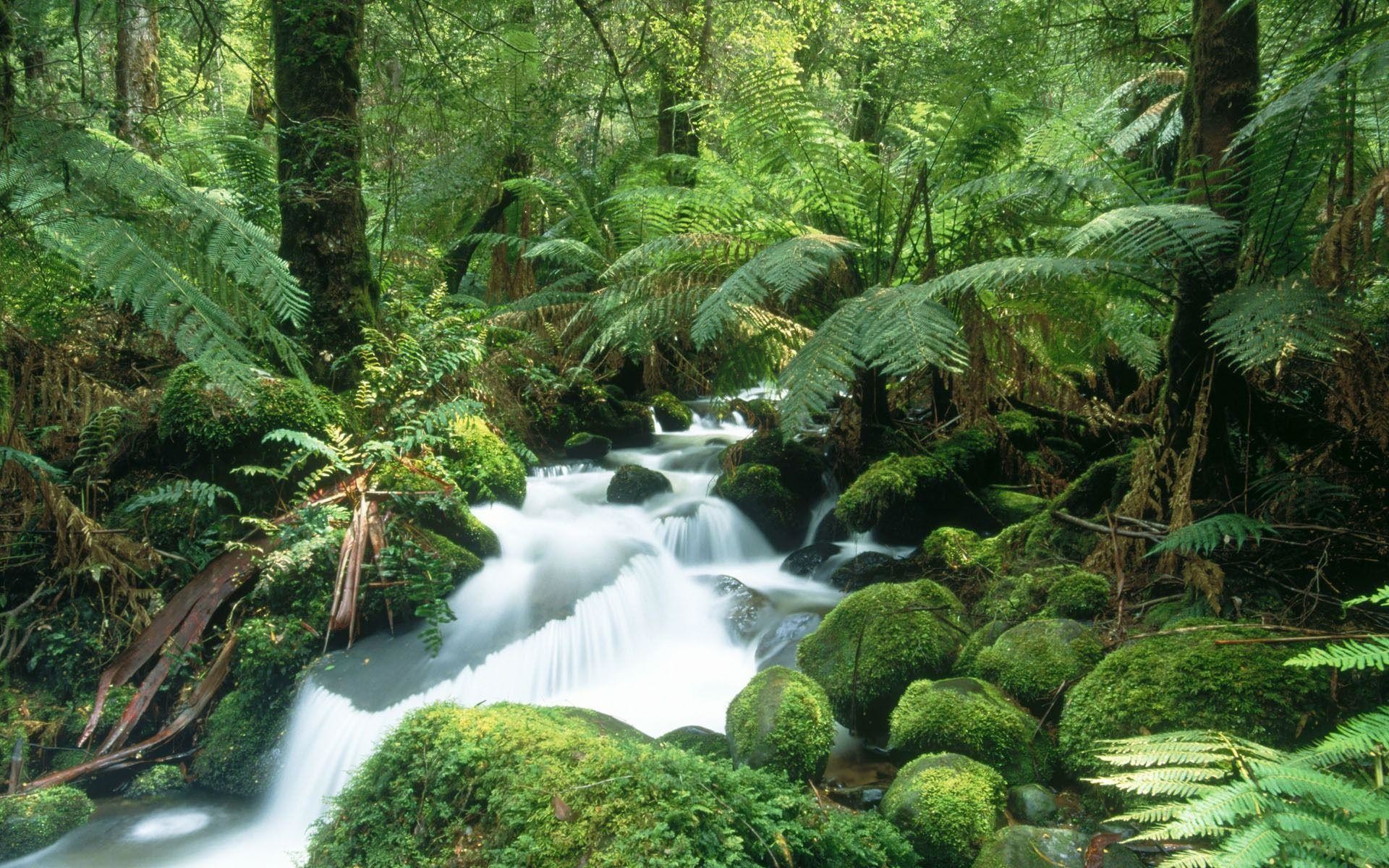 Ruscello, Felci, Muschio, Foresta pluviale, 1920x1200, sfondo per PC