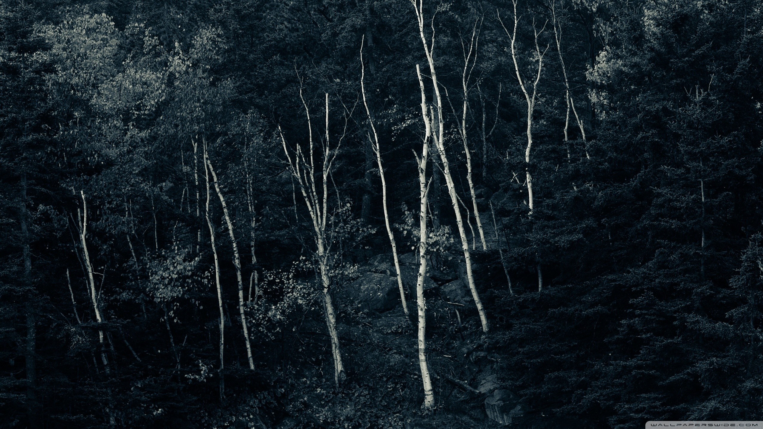 Foresta, Betulle, Notte, Toni scuri, 2560x1440, sfondo per PC
