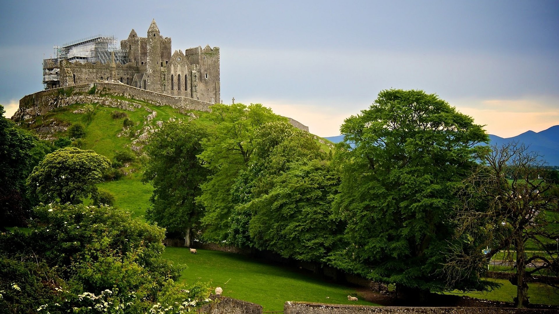 Rocca di Cashel, Rock of Cashel, Tipperary, Irlanda, Alberi, 16:9 Full HD, sfondo widescreen