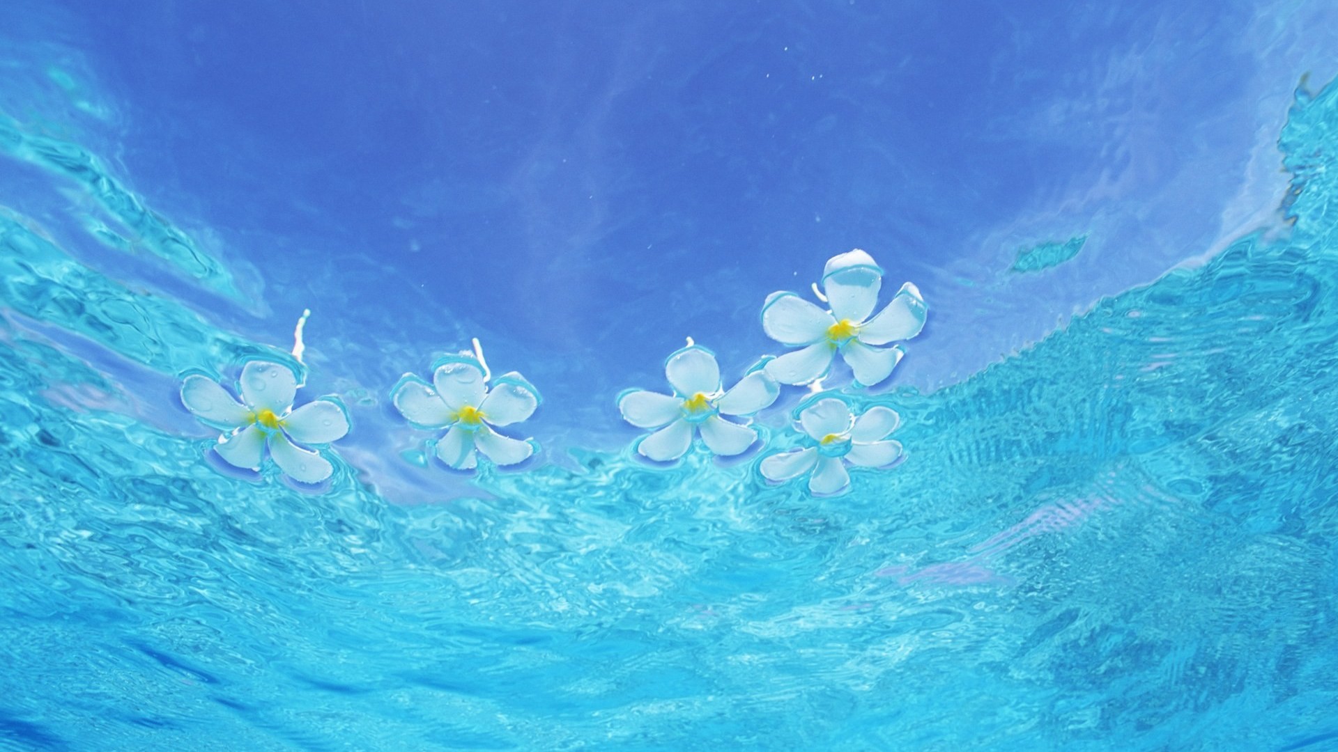 Fiori di frangipani, Acqua, Azzurro, 1920x1080, sfondo per PC